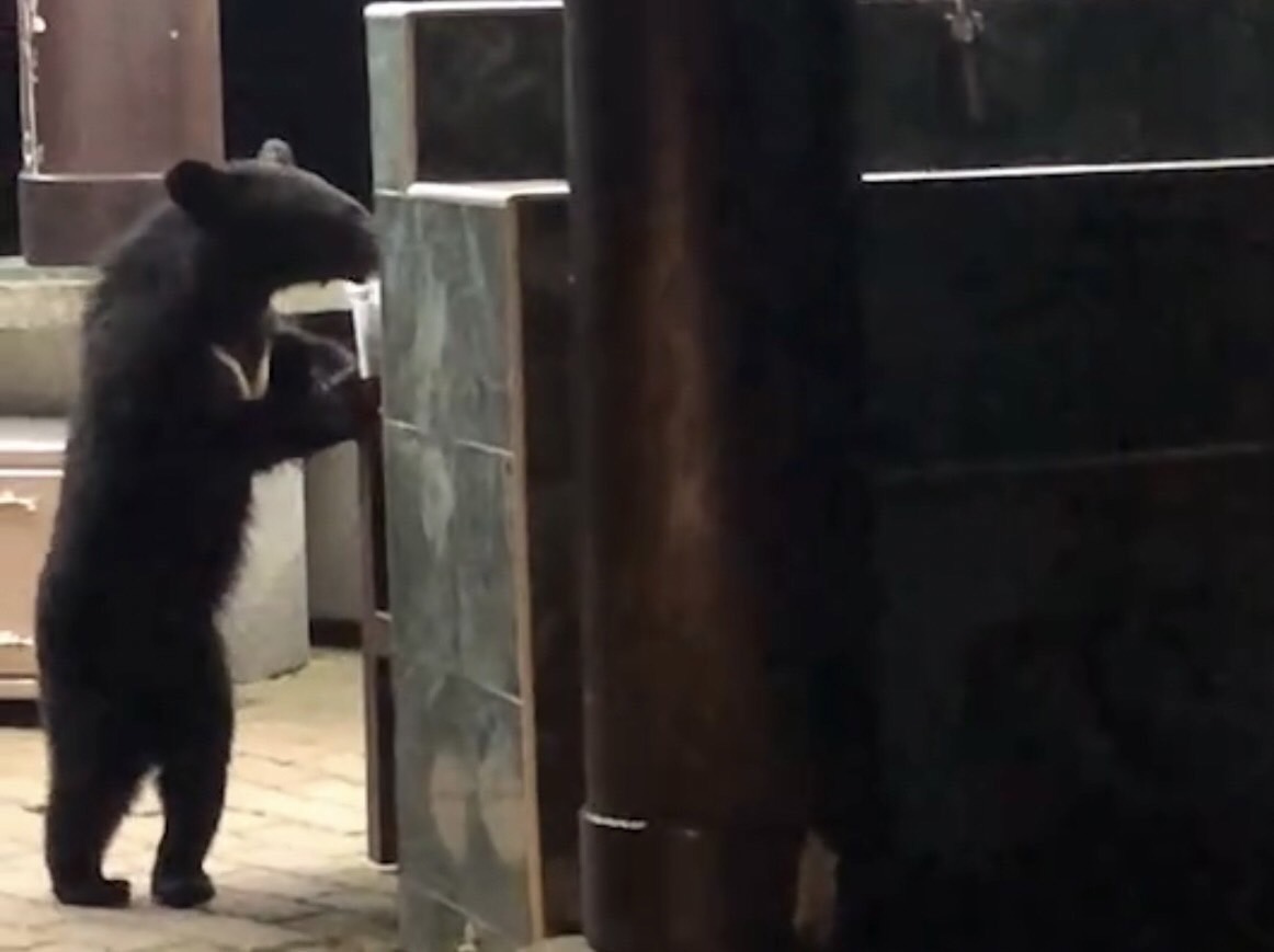 台灣黑熊出現在向陽營地炊事亭活動。（台東林管處提供）