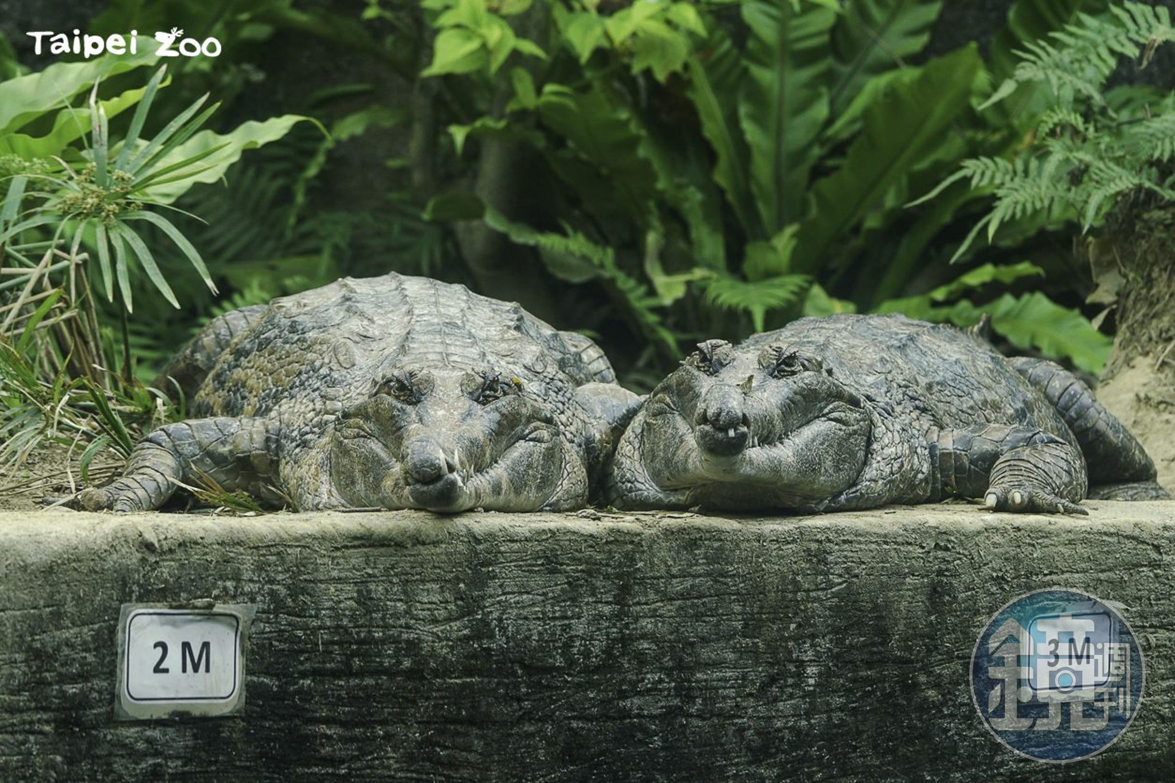 馬來長吻鱷：難得有這10天的假期，日光浴曬好曬滿囉！（北市動物園提供）