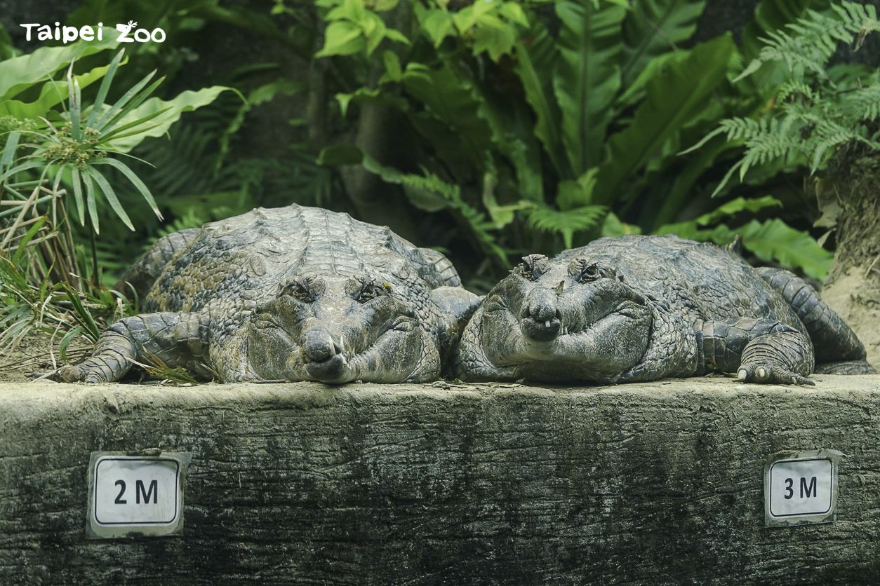 馬來長吻鱷:難得有這10天的假期,日光浴曬好曬滿囉!(北市動物園提供)
