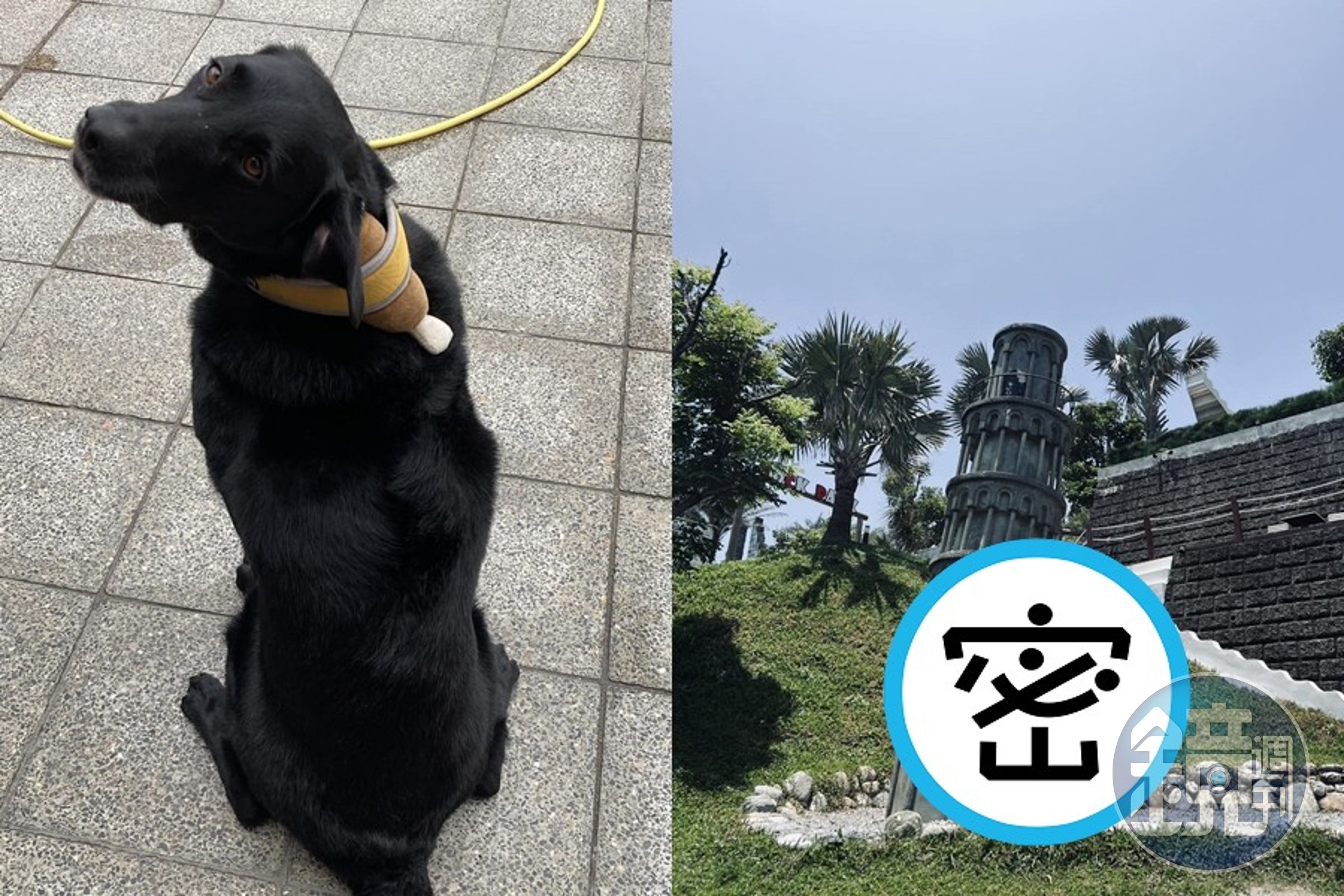 喜歡咬雞腿的桃園搜救犬Emma擁有大批粉絲,近日更因一張「扶塔照」萌翻網友。(翻攝自「Tyfd-K9桃園搜救犬隊」臉書)