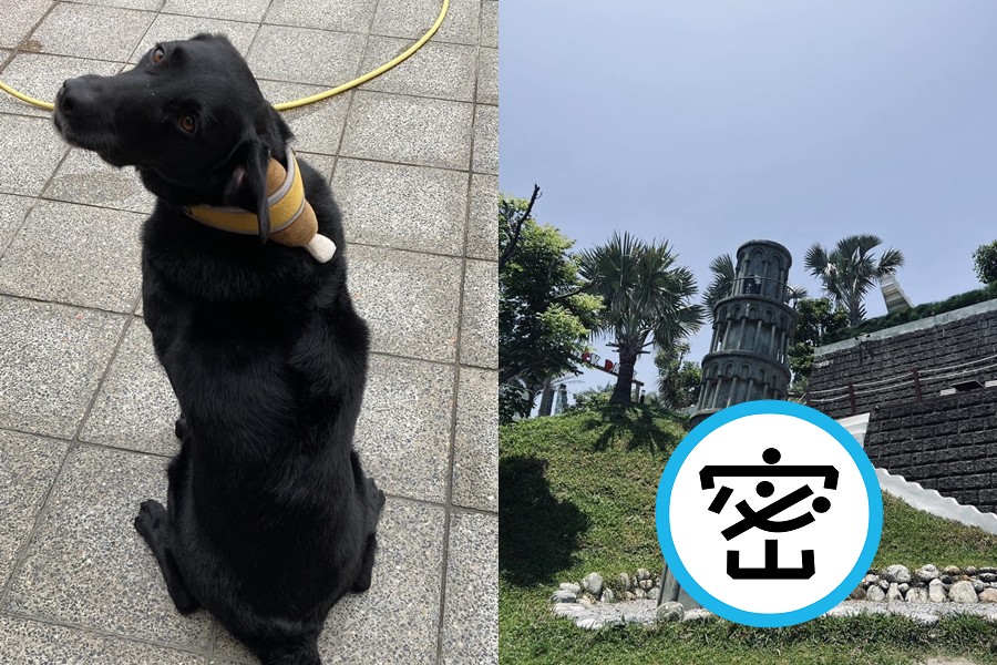 喜歡咬雞腿的桃園搜救犬Emma擁有大批粉絲，近日更因一張「扶塔照」萌翻網友。（翻攝自「Tyfd-K9桃園搜救犬隊」臉書）
