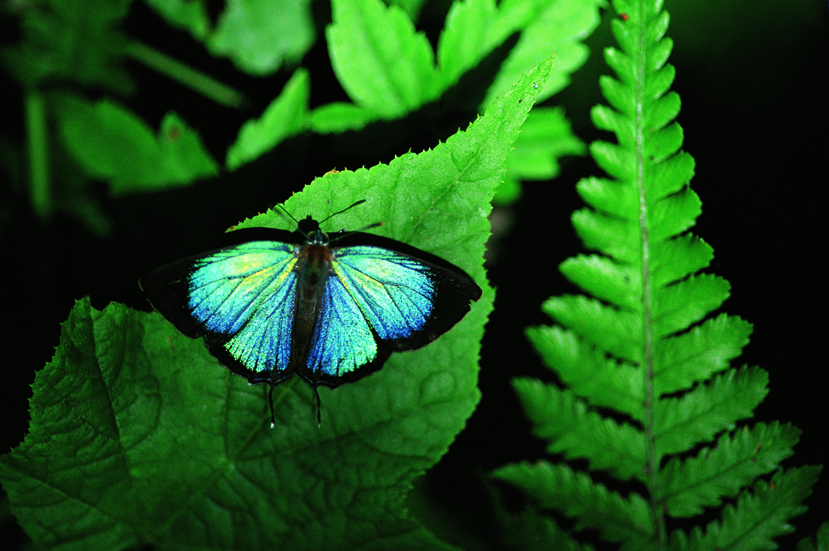 《消失的紫斑蝶》以超高速攝影機，紀錄紫斑蝶在台灣的生命軌跡，帶給觀眾微距細膩的視覺震撼。（牽猴子提供）