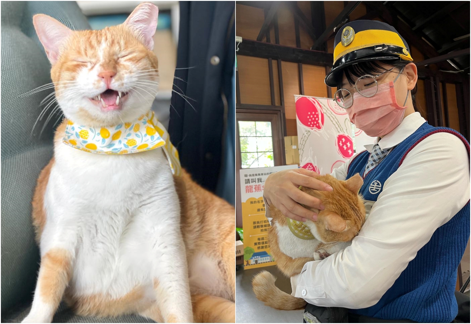 集集貓站長「龍蕉sun」傳出將在6/11之後「被資遣」，讓不少民眾直呼可惜。（翻攝自臉書集集jiji x 貓站長_龍蕉sun）