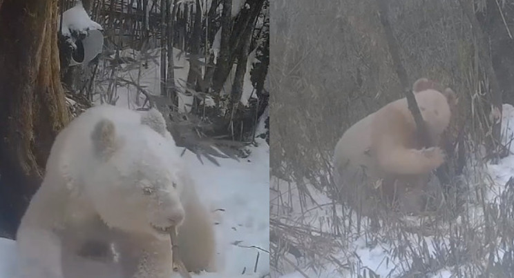 中國首度公開白色大貓熊珍貴活動影像。（翻攝微博）