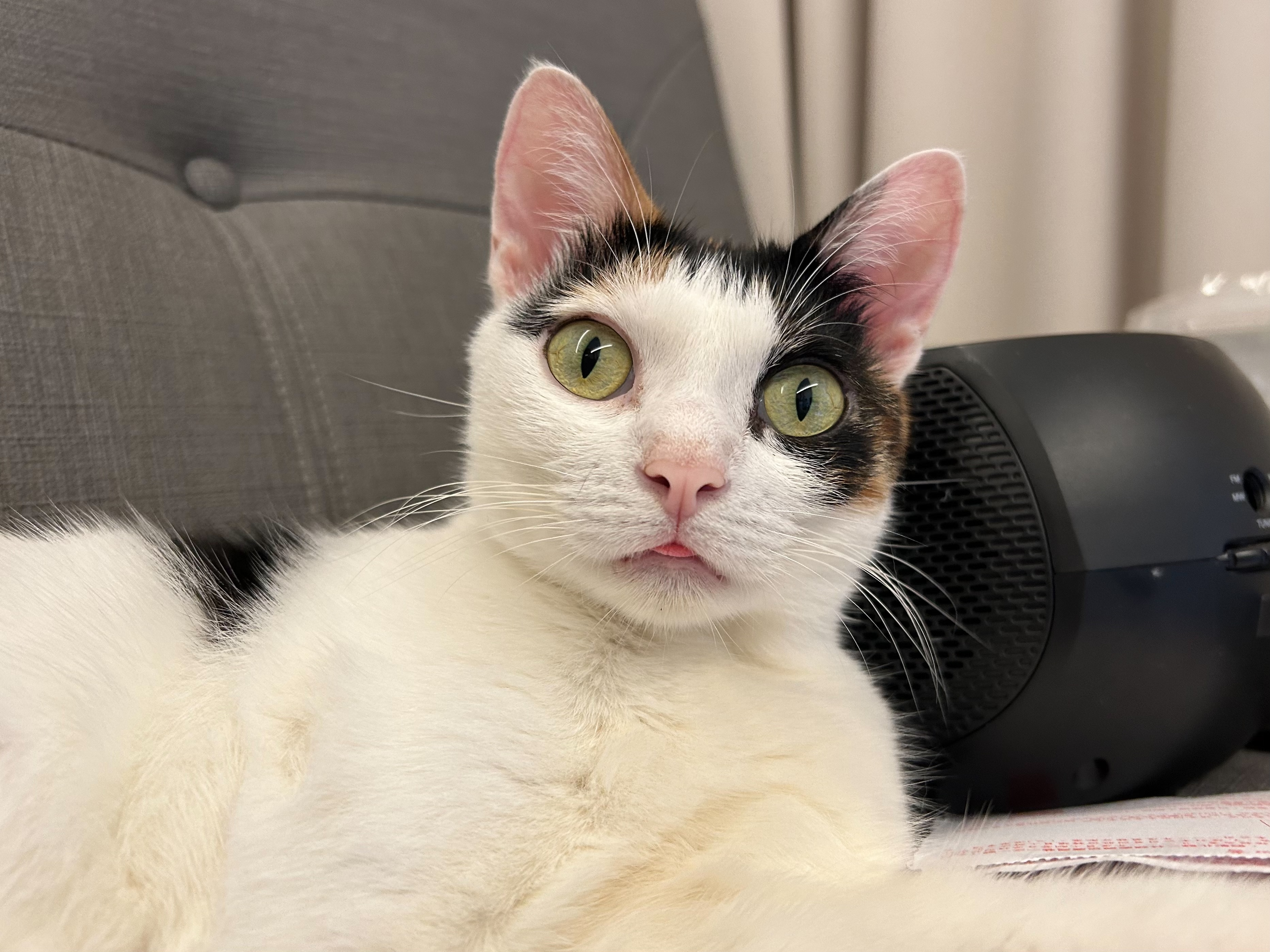 5月30日是國際抱貓日，貓奴們回家記得抱抱家裡的主子表達愛意。（IG@bobobanban授權提供）