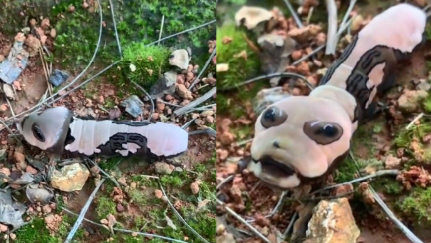 中華寬尾鳳蝶在湖南公園現身，因外型特殊頗像外星人而引人側目。（翻攝微博）