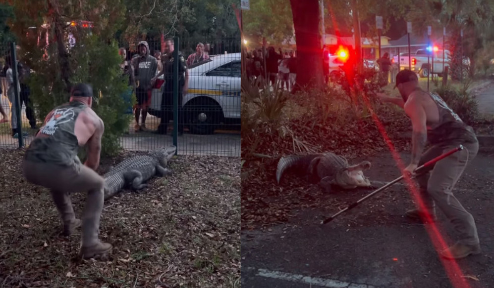 美國佛州一間小學出現一隻巨鱷，幸好格鬥選手麥可英勇與牠肉搏，成功制服巨鱷。（翻攝IG@bluecollar_brawler）