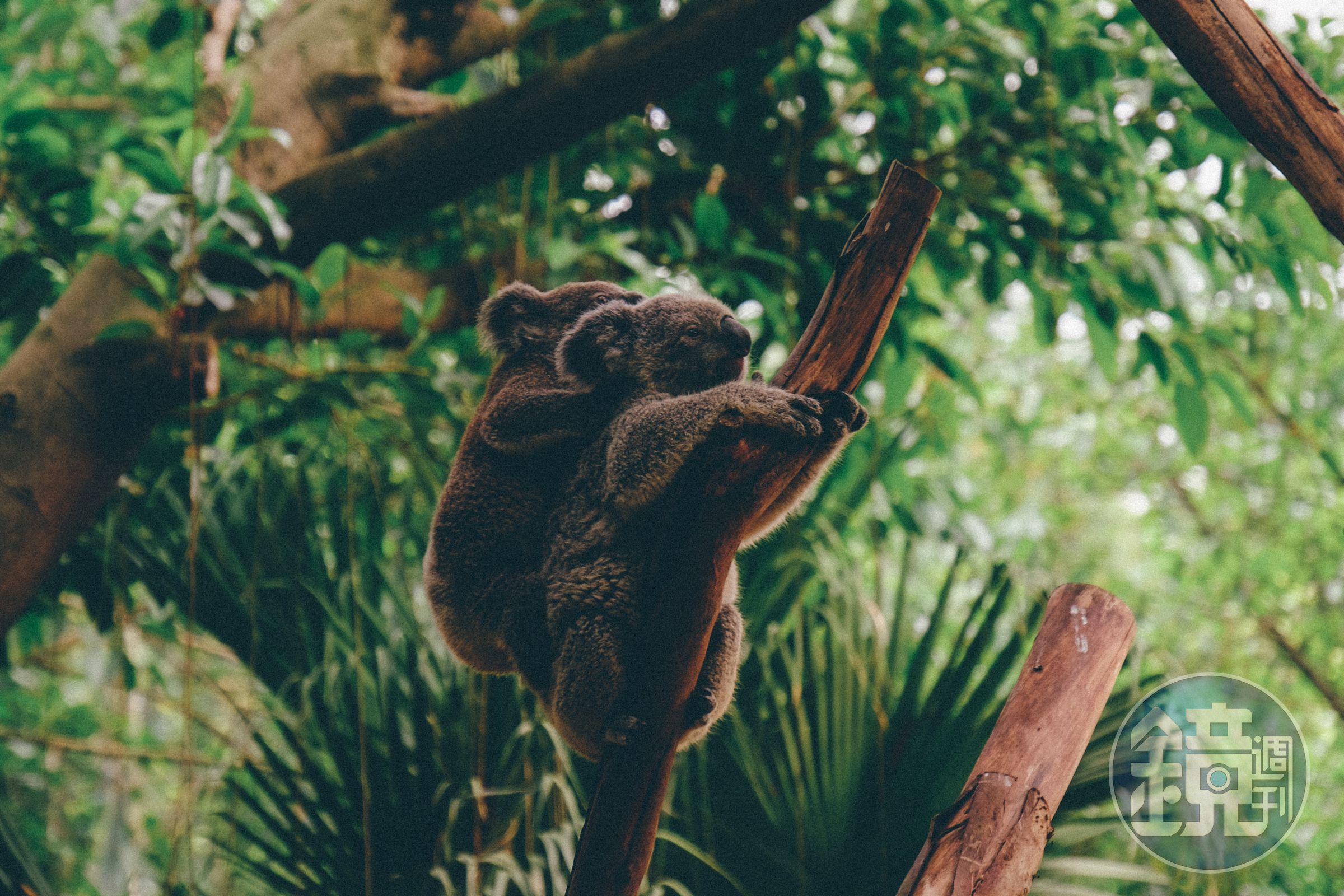 南半球進入冬季，也是紐澳的淡季。unsplash.com提供