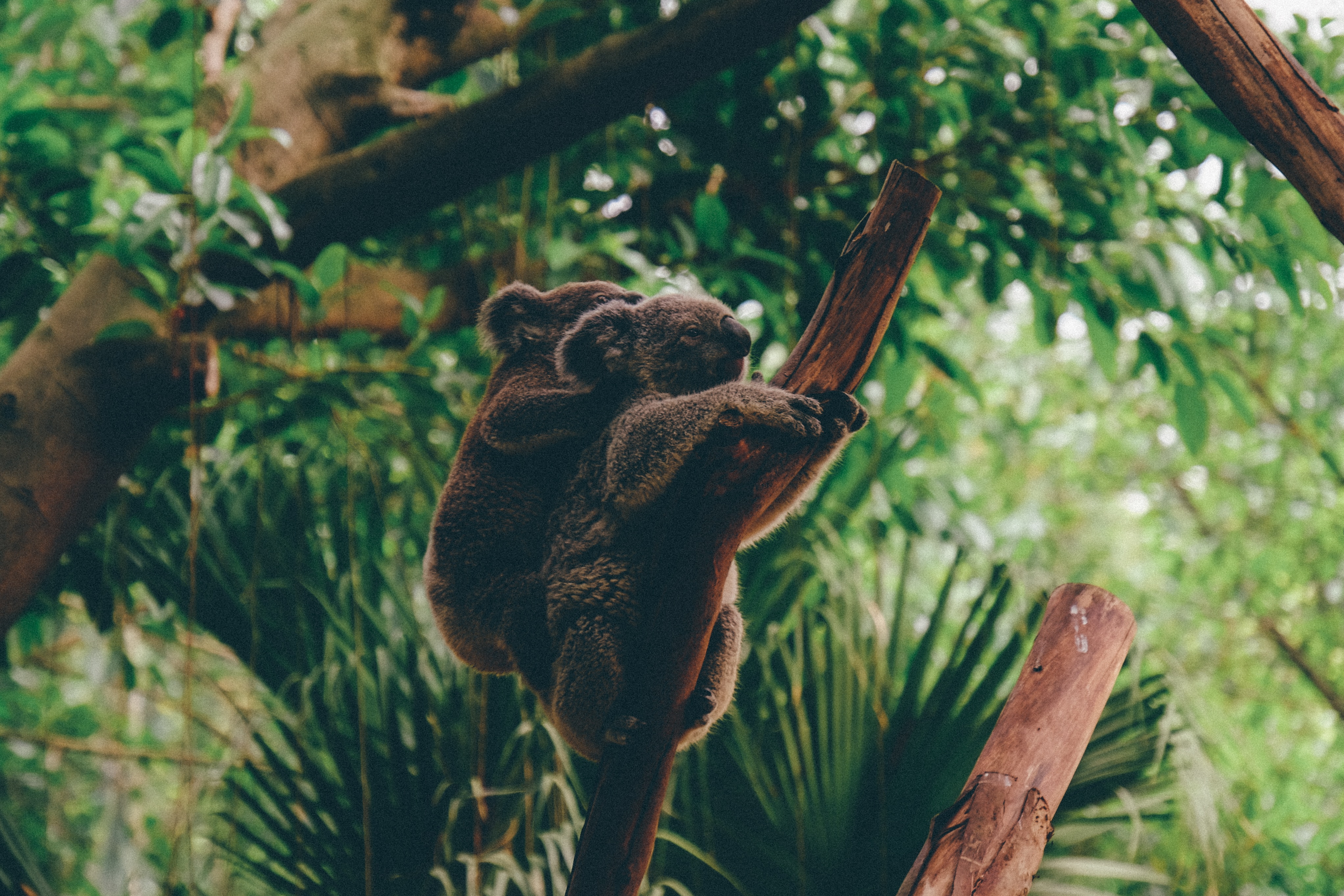 南半球進入冬季,也是紐澳的淡季。unsplash.com提供
