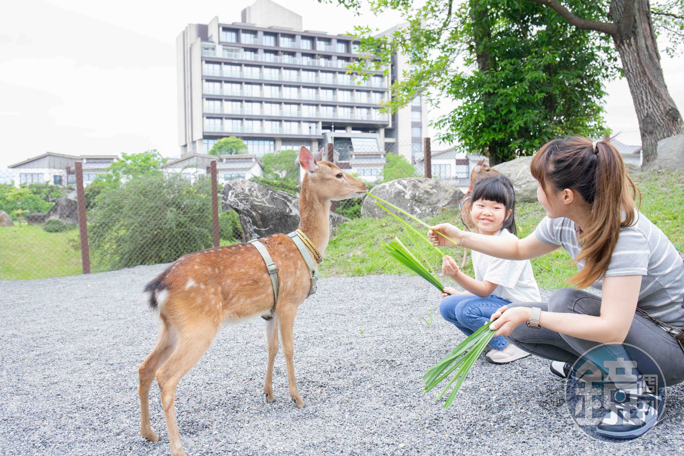 綠舞新園區「島兒鹿鹿」於今年夏天正式啟用。