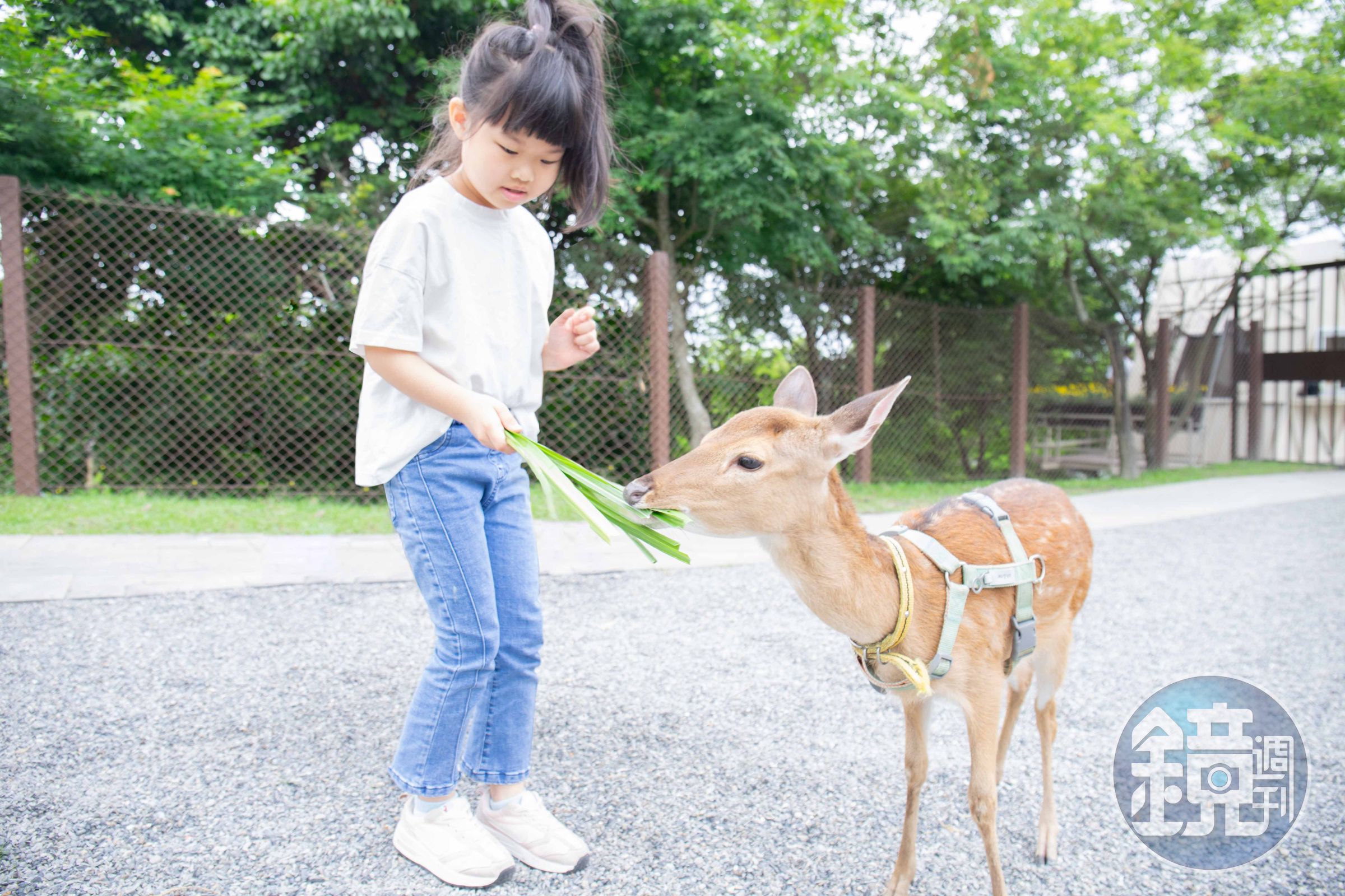 遊客今年夏天可與梅花鹿近距離餵食互動。