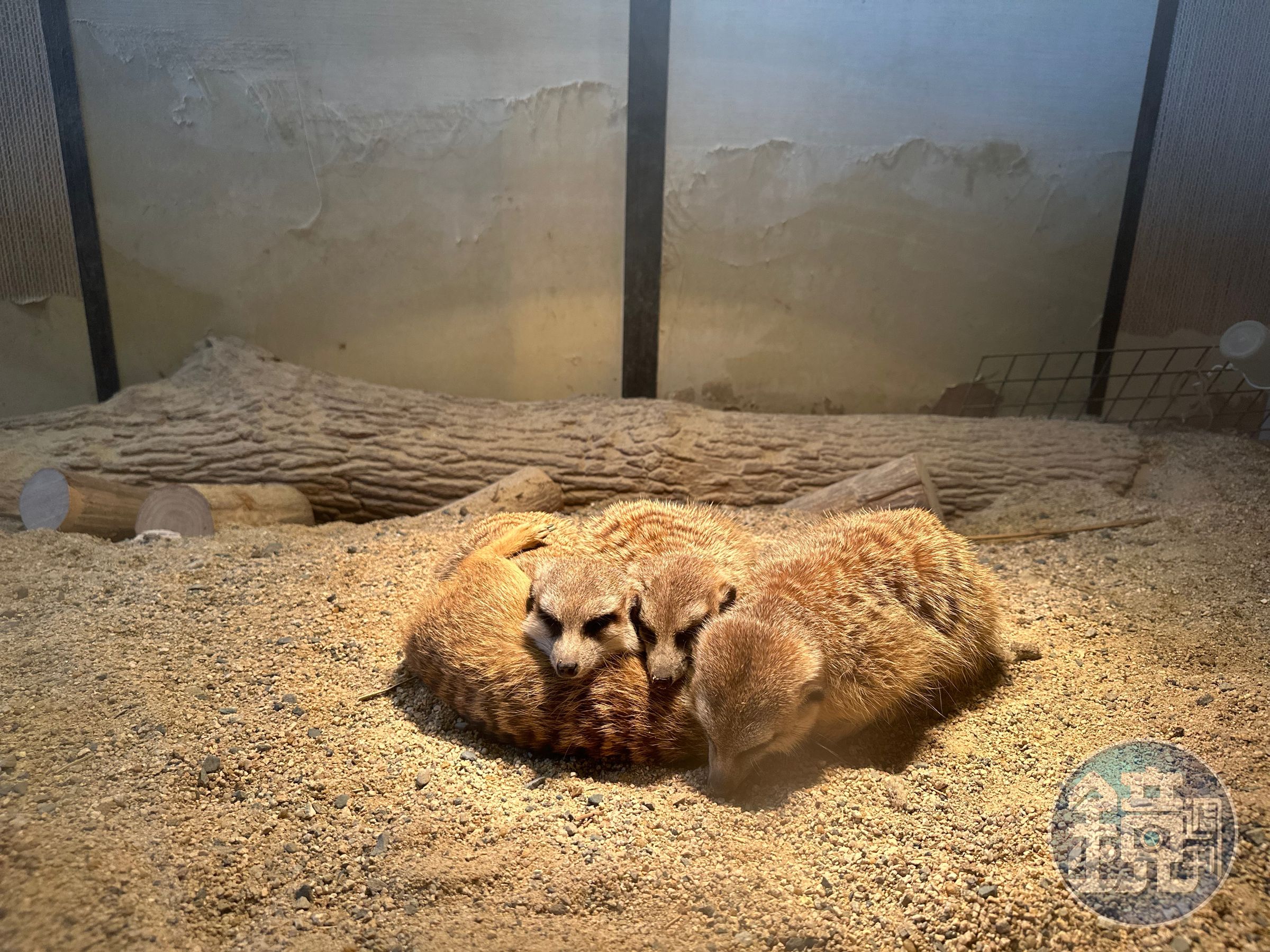 外型精巧靈動的沙漠小精靈狐獴,園區特意打造日式狐獴屋敷,小朋友可以近距離觀察狐獴生態。(陳涵茵攝)