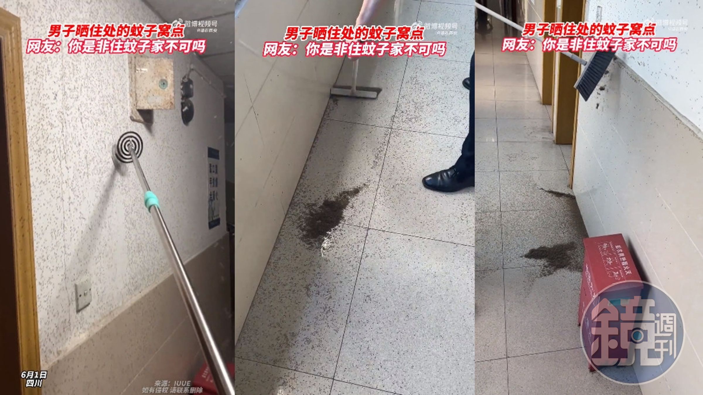 中國一名網友住處蚊子群聚,數量多到宛如壁紙花紋。(翻攝微博)