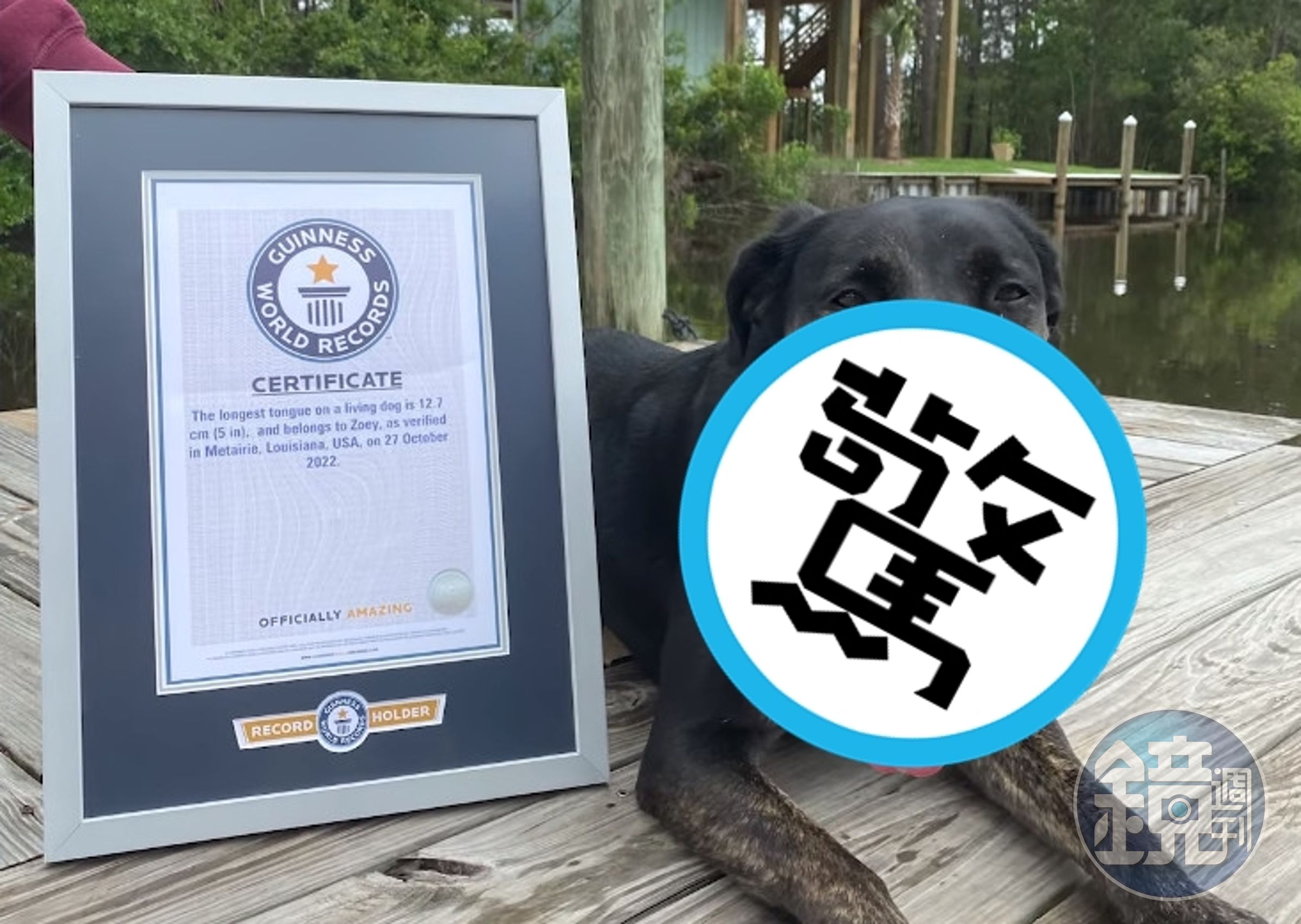 佐伊喜歡追逐松鼠、坐車、游泳,討厭洗澡。(翻攝YT頻道Guinness World Records)