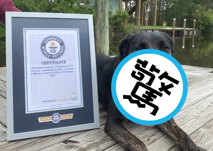 佐伊喜歡追逐松鼠、坐車、游泳，討厭洗澡。（翻攝YT頻道Guinness World Records）