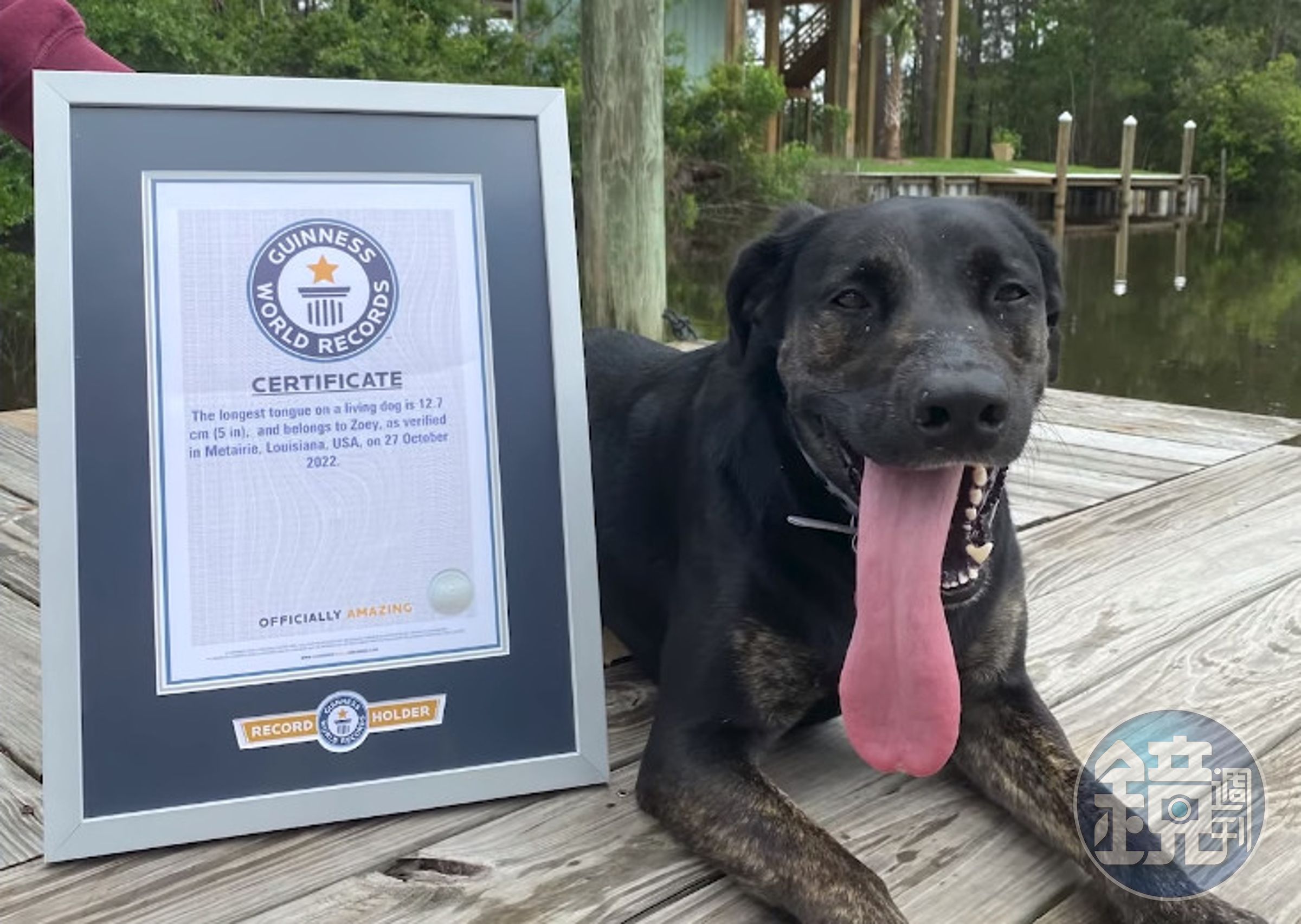 佐伊喜歡追逐松鼠、坐車、游泳,討厭洗澡。(翻攝YT頻道Guinness World Records)
