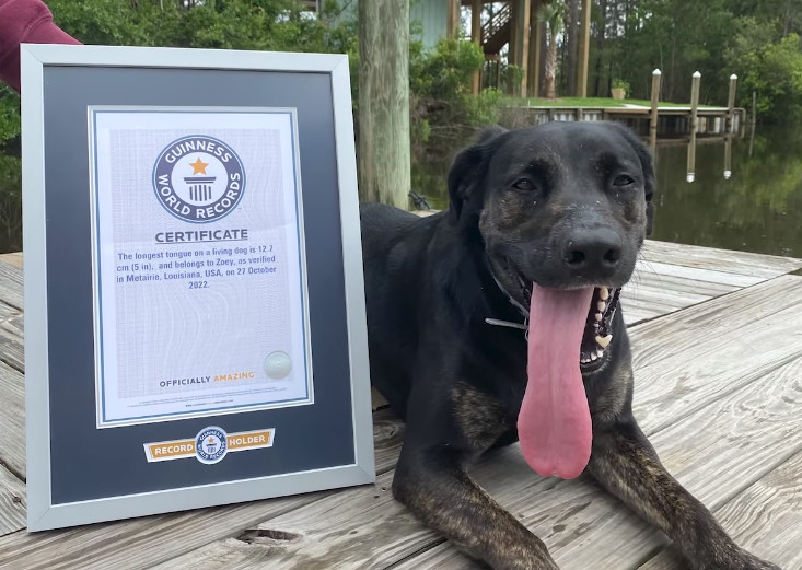佐伊喜歡追逐松鼠、坐車、游泳,討厭洗澡。(翻攝YT頻道Guinness World Records)