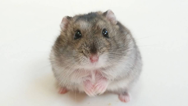 男子下班回家發現倉鼠死亡，凶手居然是女友。（示意圖 photoAC）