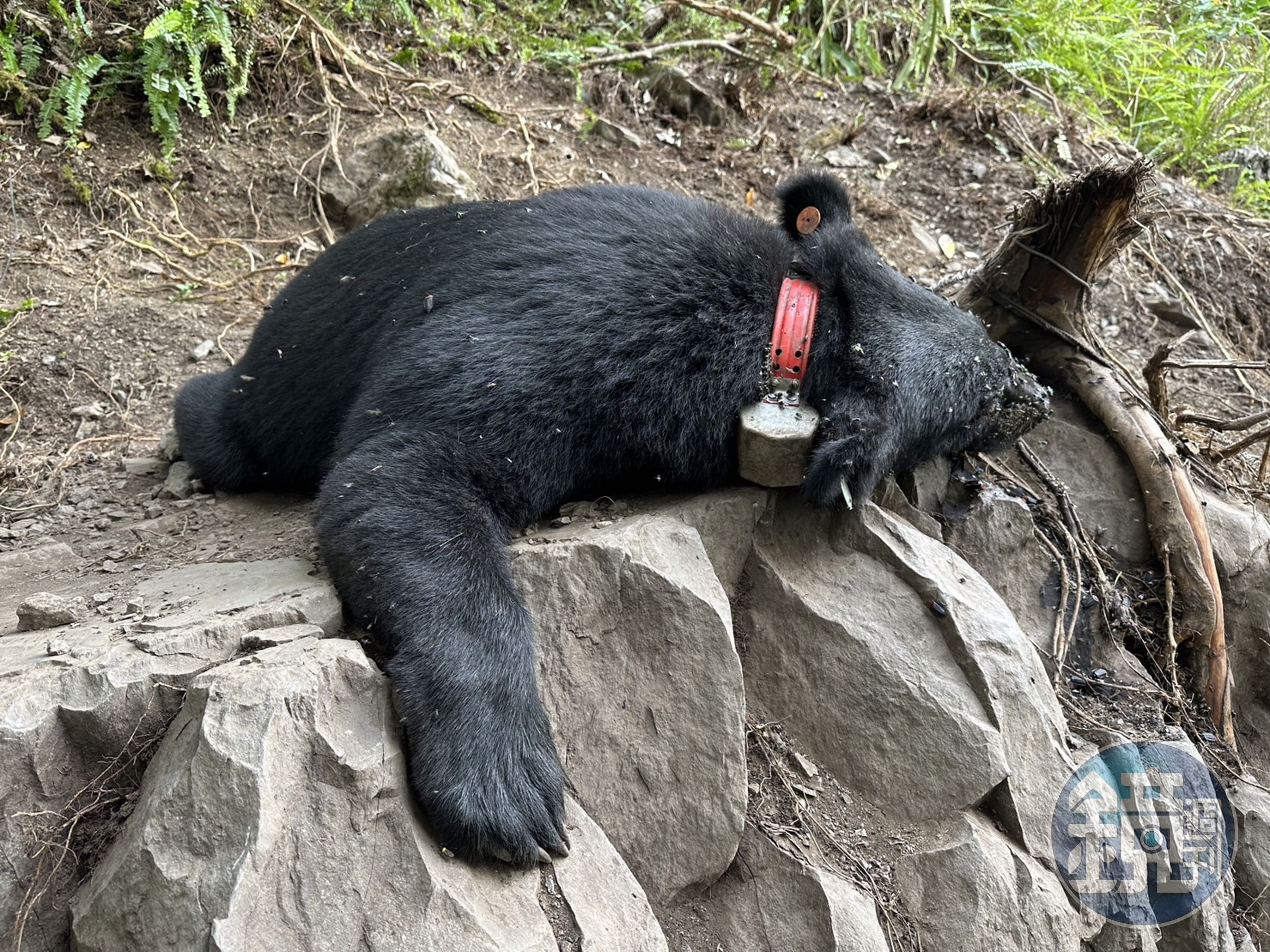 編號93685的台灣黑熊近日被發現死亡,研判死因是脫水。(林務局東勢林區管理處提供)
