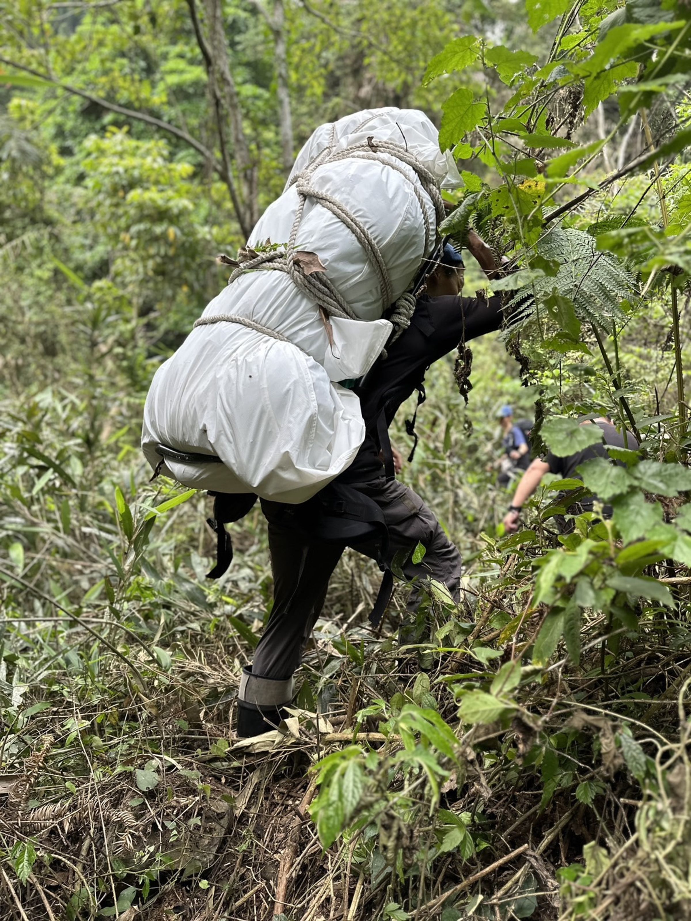 森林護管員將黑熊遺體背下山。(林務局東勢林區管理處提供)