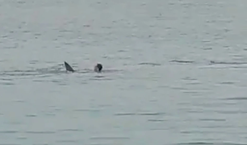 男海中游泳突遭鯊魚攻擊，在眾人面前被活啃吞噬！血染大海終慘死。（翻自《紐約郵報》）