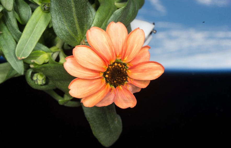 地球人注意！NASA開拓「宇宙農場」種菊花超美，未來吃「太空農產品」不是夢。（翻自NASA IG）