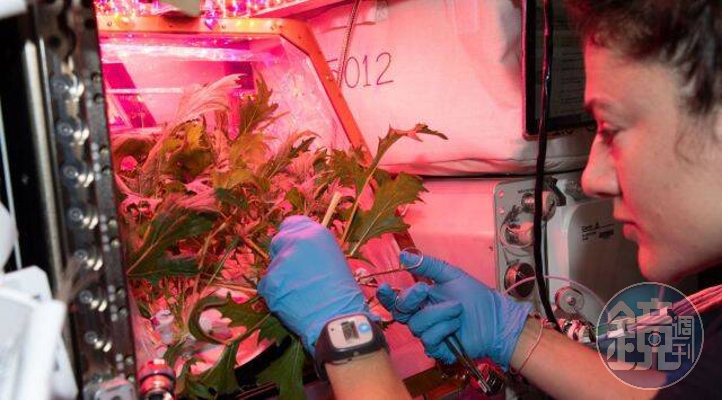 NASA自2015年起就在國際太空站進行種植作物的實驗。(翻自NASA官網)