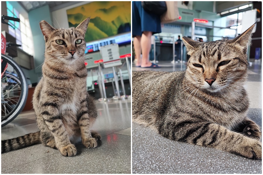台東火車站的站貓「小不點」，6年來幾乎全年無休駐守在車站內。（翻攝自搭火車環島遊台灣 臉書社團）