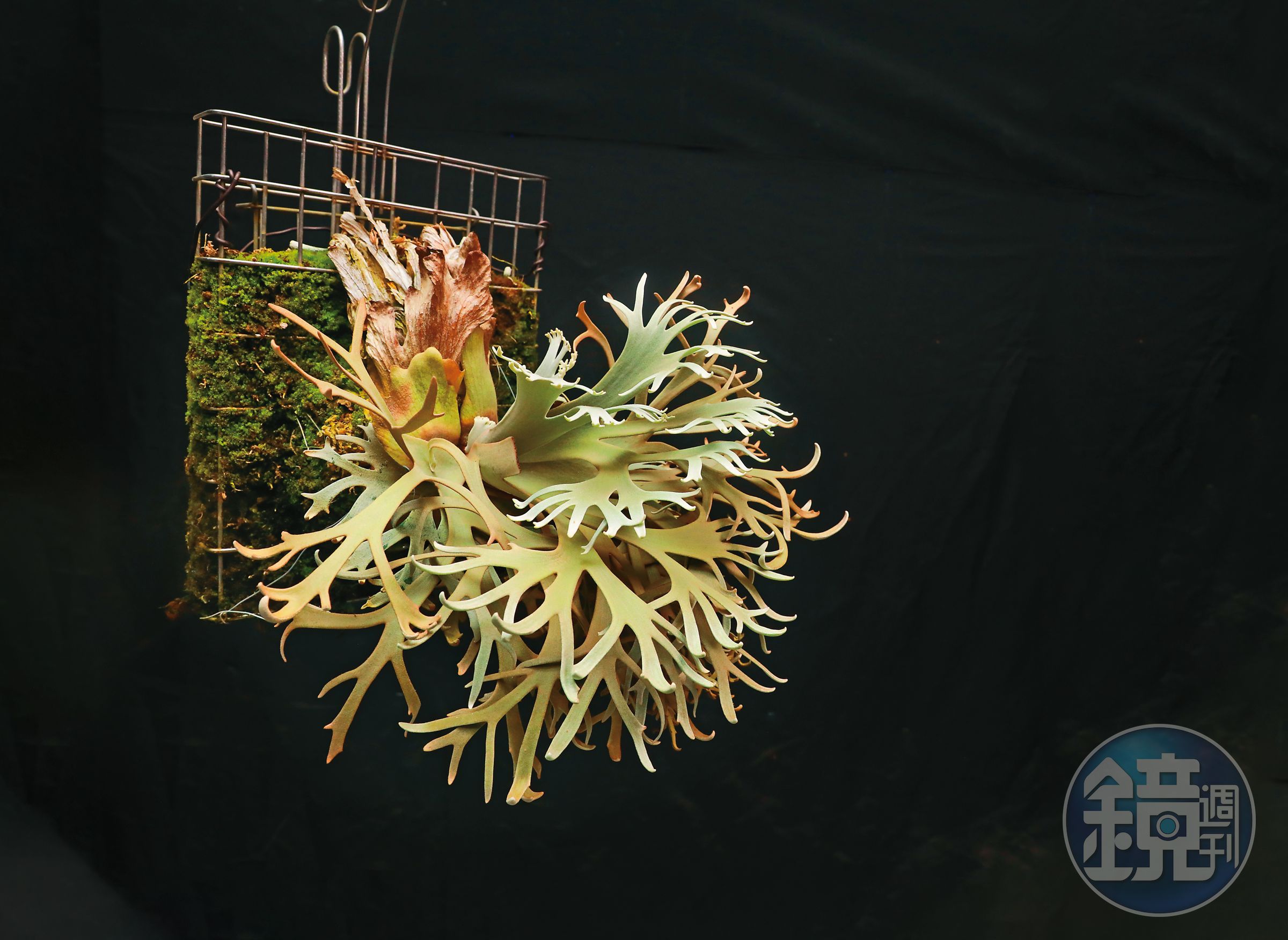 這株珍妮鹿角蕨比日前賣出600萬元的植株成熟，全台僅有5株成株，邱耀宗的園子還備有攝影棚，以保證拍出植物最美的一面。