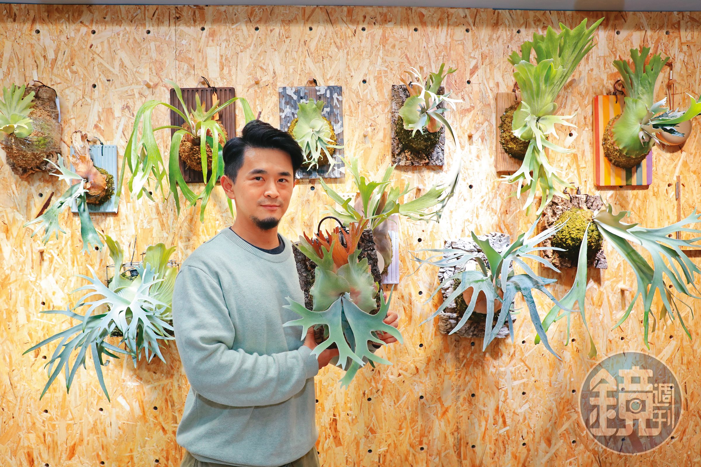 Allen原是動畫師，近年也投入鹿角蕨市場，專攻高端品種，他背後的植物每株皆10萬元以上。
