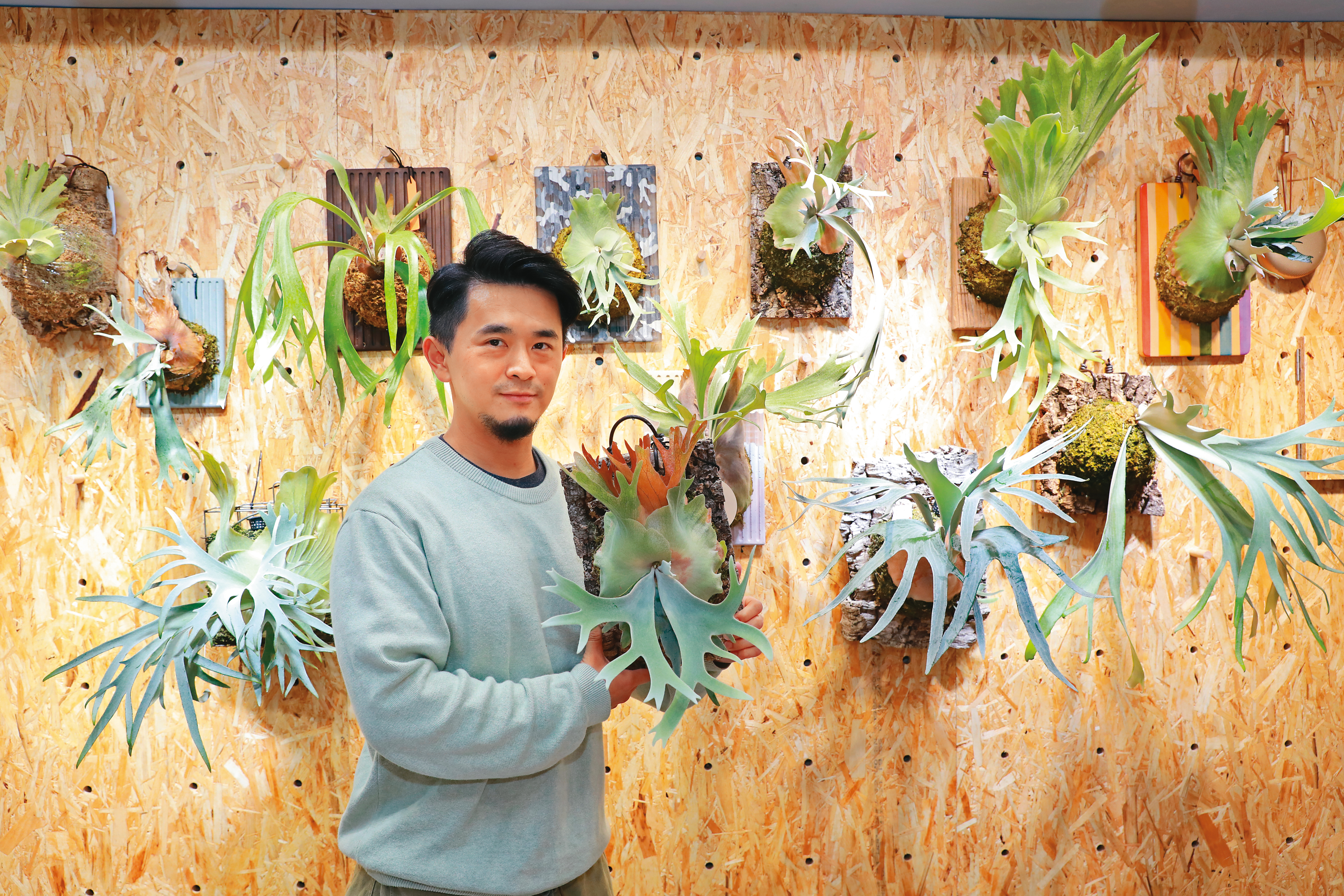 Allen原是動畫師，近年也投入鹿角蕨市場，專攻高端品種，他背後的植物每株皆10萬元以上。