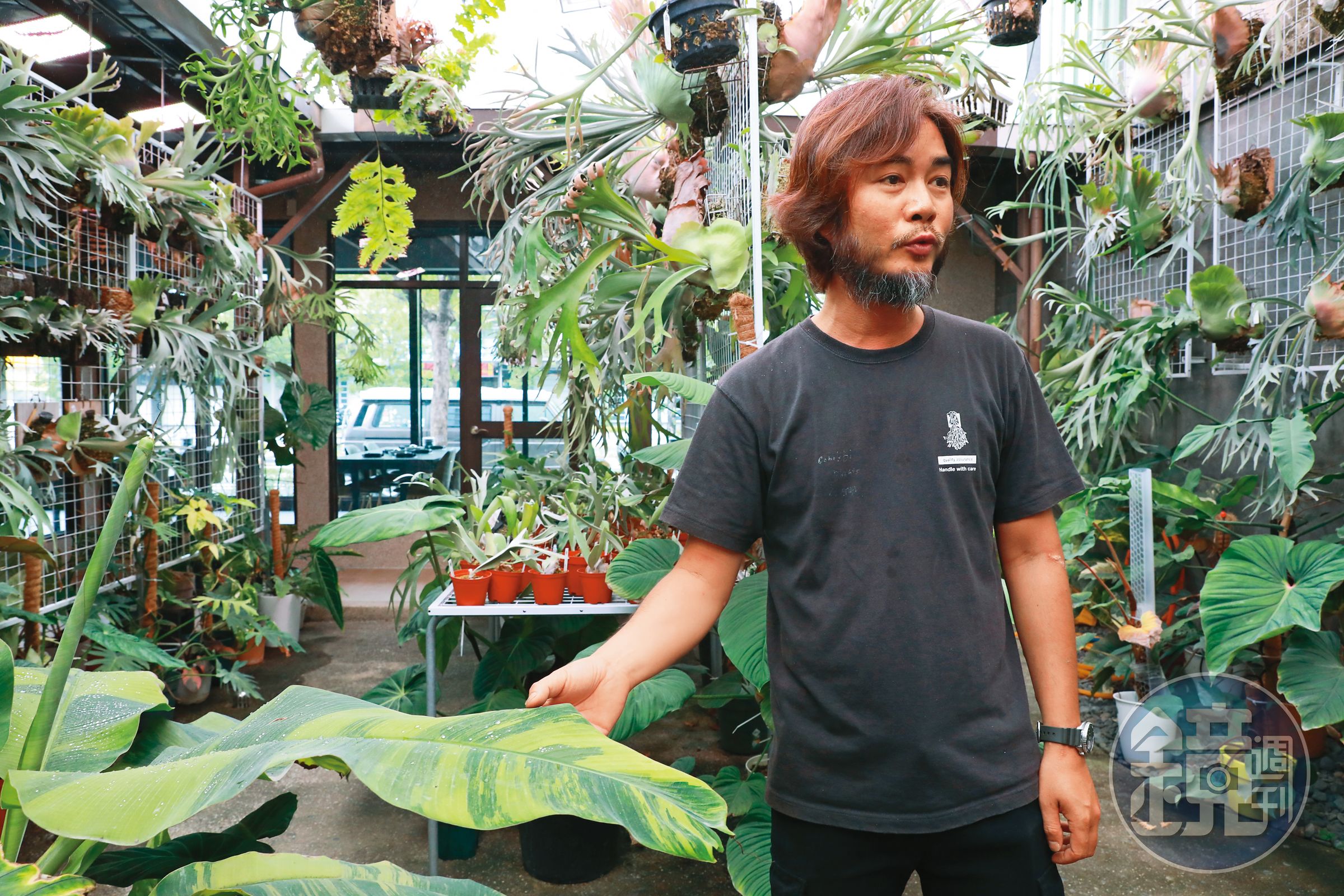 Eric手上扶的是1株斑葉香蕉，台灣蕉農育種時遇到斑葉皆視為不良品淘汰，近年觀葉植物盛行，蕉農的不良品成為玩家追逐的逸品。