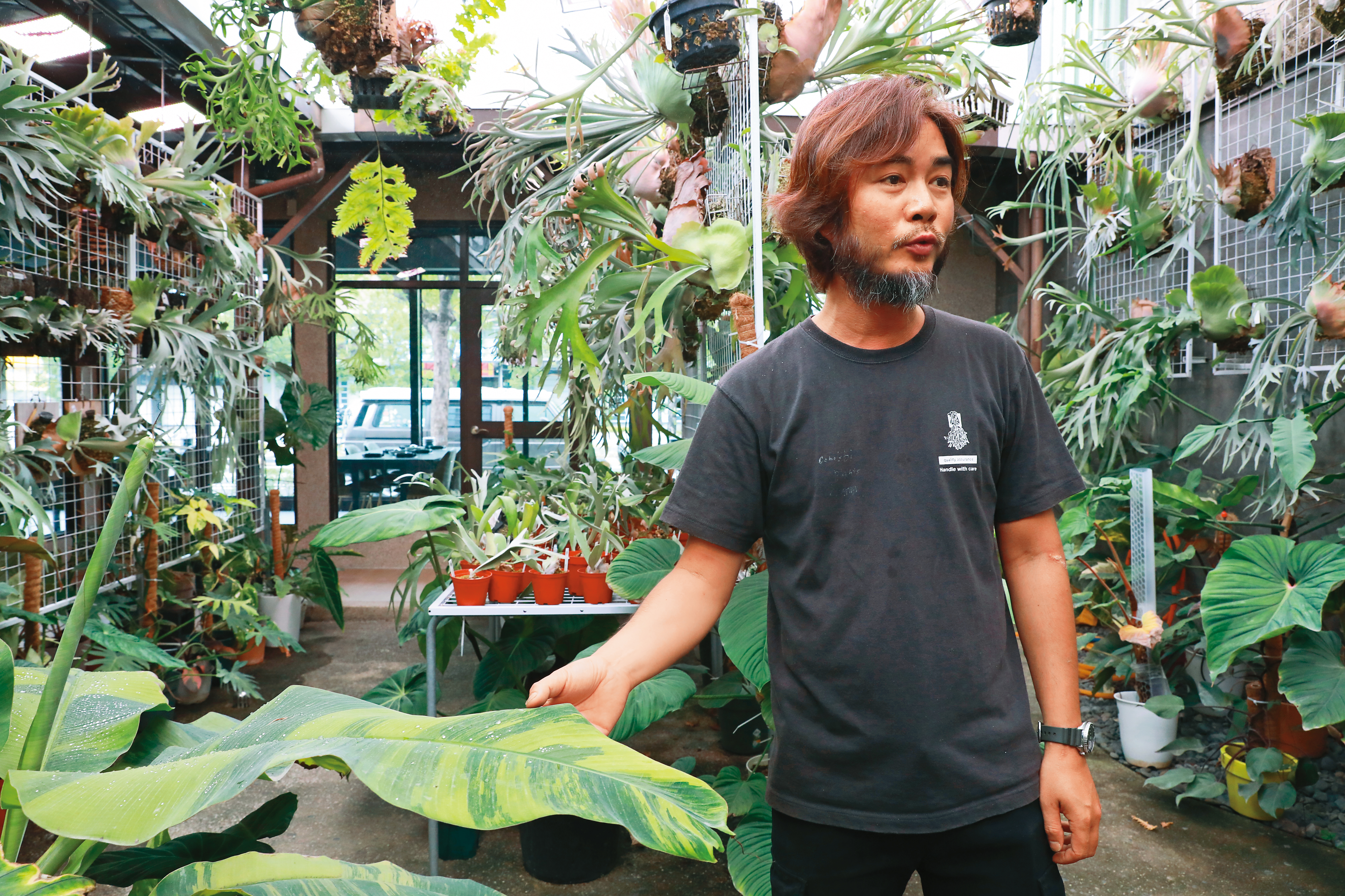 Eric手上扶的是1株斑葉香蕉，台灣蕉農育種時遇到斑葉皆視為不良品淘汰，近年觀葉植物盛行，蕉農的不良品成為玩家追逐的逸品。
