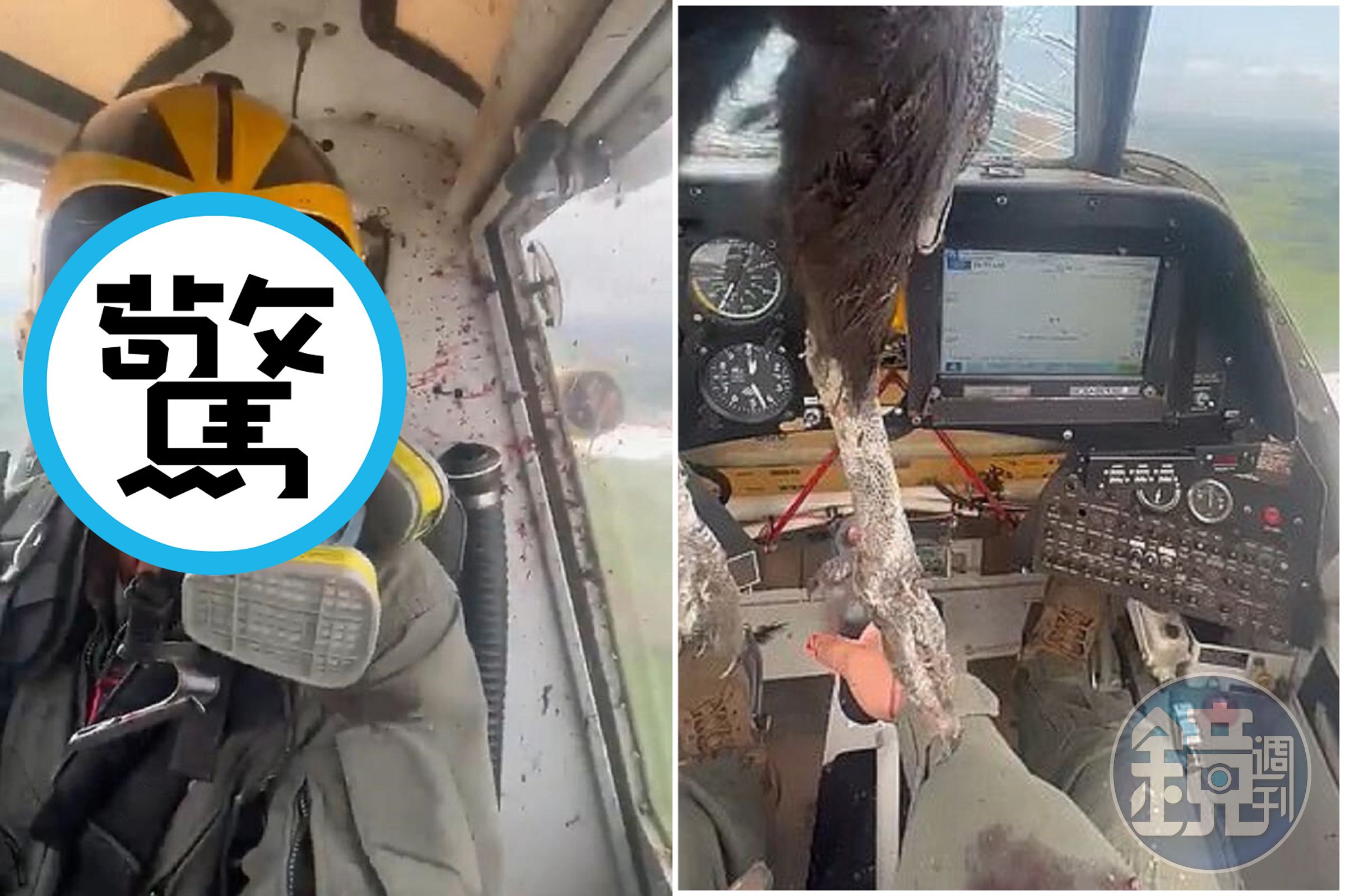 超恐怖鳥擊！巨鷹撞進飛機卡在駕駛艙慘死，飛行員滿臉濺血仍淡定飛行。（翻自《每日郵報》）