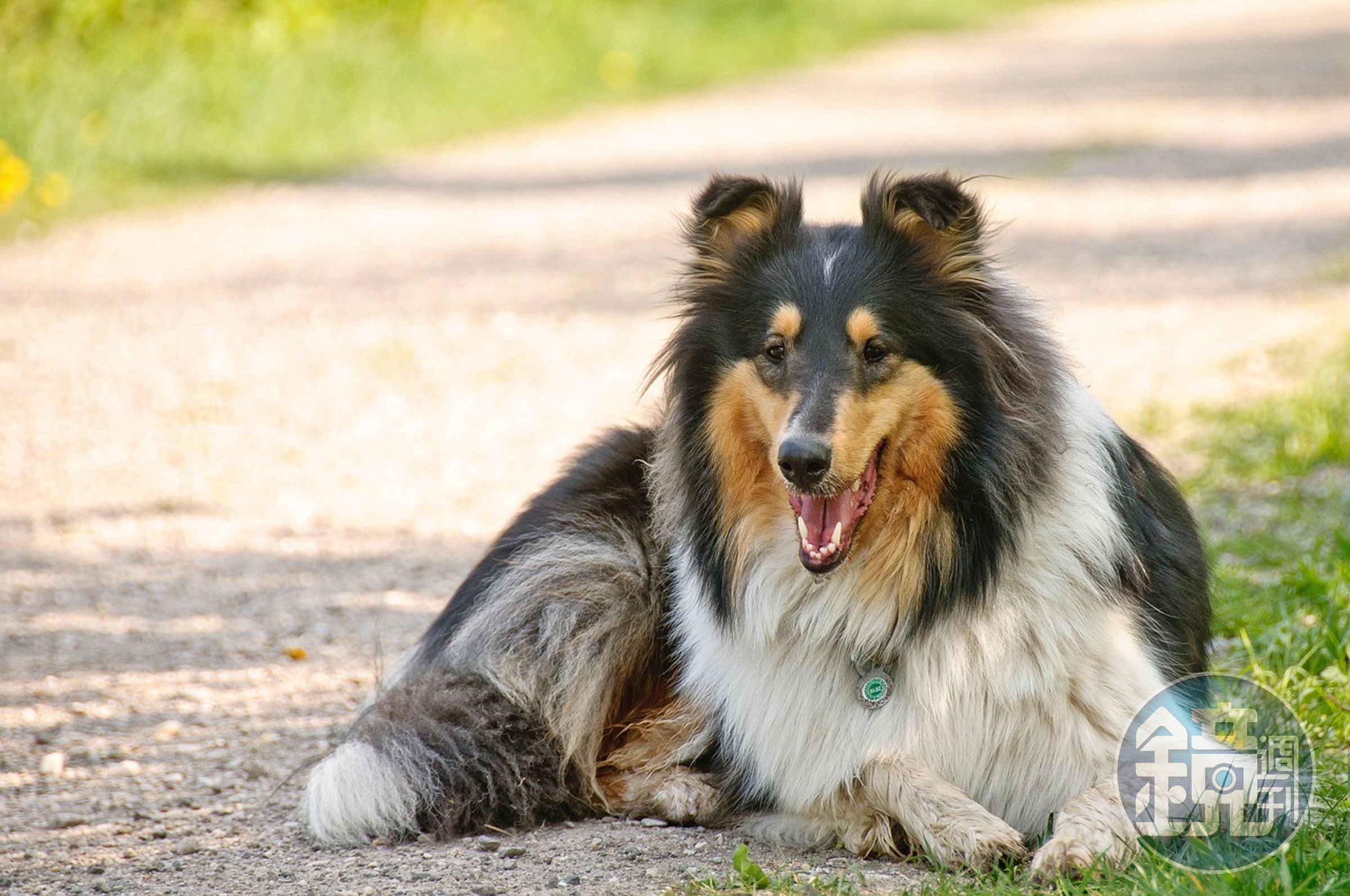 美國賓州大學教授馬祖卡斯驚傳與自己養的牧羊犬發生人獸交。（示意圖，pixabay）