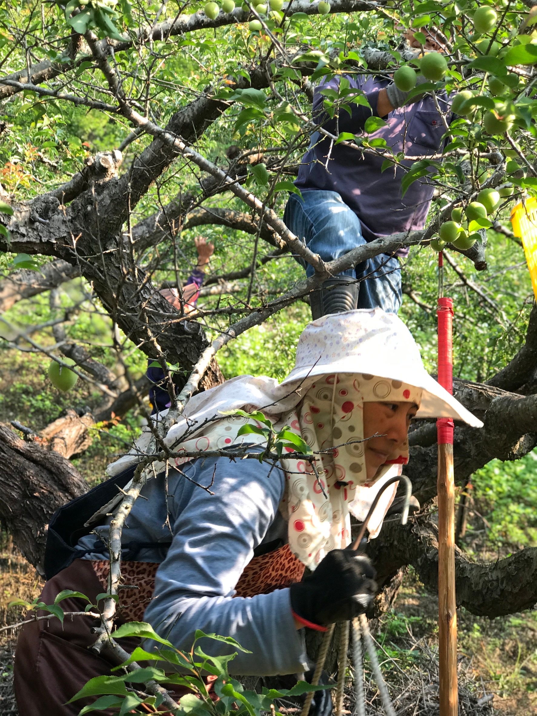 因地形不易採集,需人工一顆顆辛苦手採,產量稀少十分珍貴。(禾發堂提供)