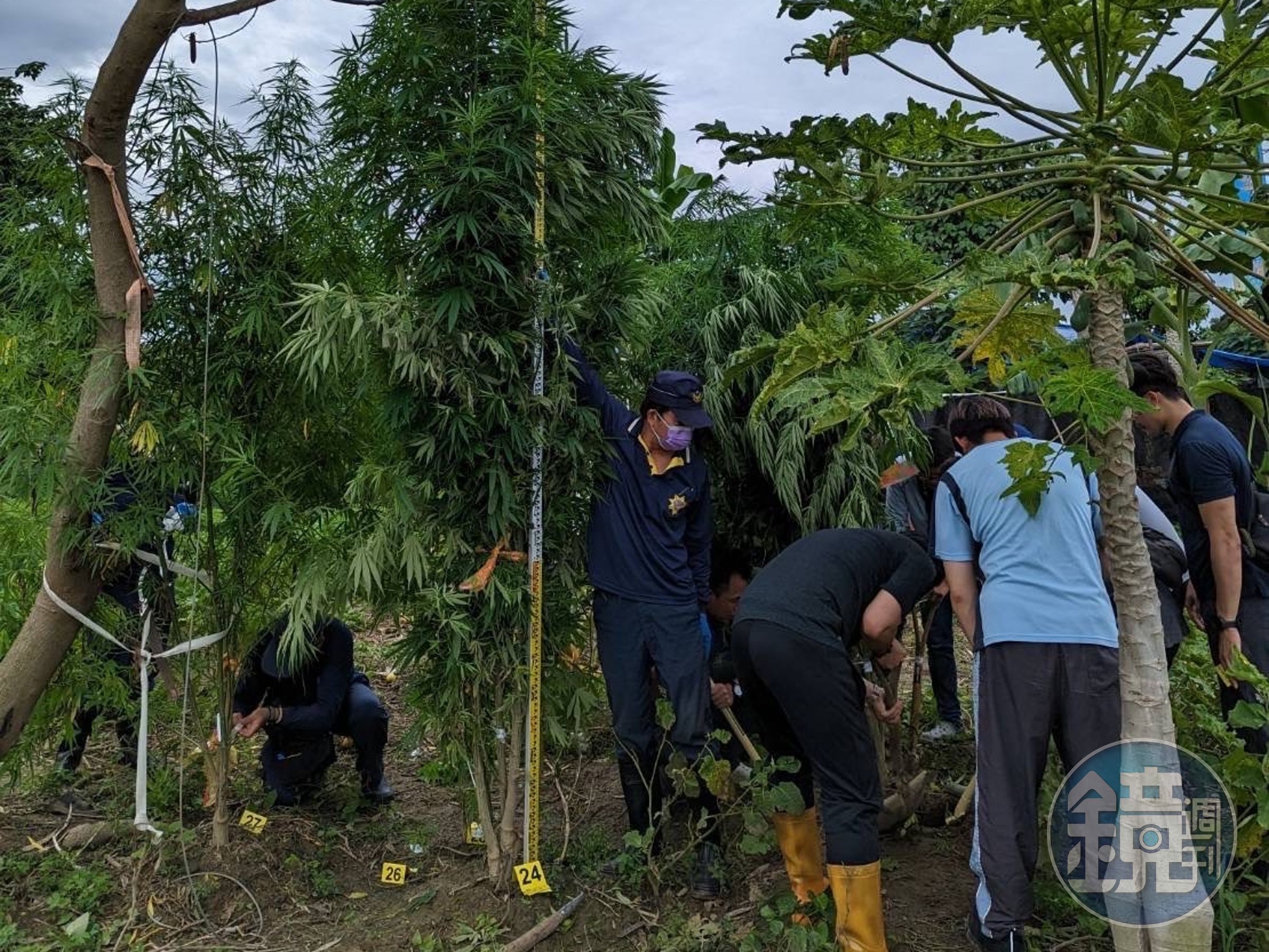 警方在賴姓夫妻的菜園發現大批大麻植栽。（翻攝畫面）
