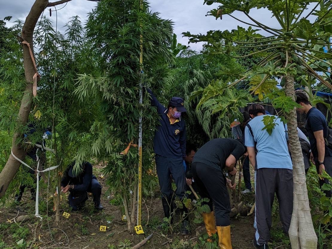 警方在賴姓夫妻的菜園發現大批大麻植栽。(翻攝畫面)