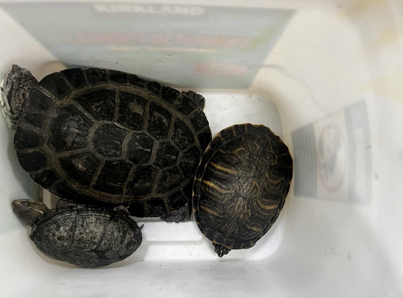 蔡姓男子昨日見鄰居門口放置裝著3隻烏龜的水箱，竟動起歪念通通偷走。（海山分局提供）