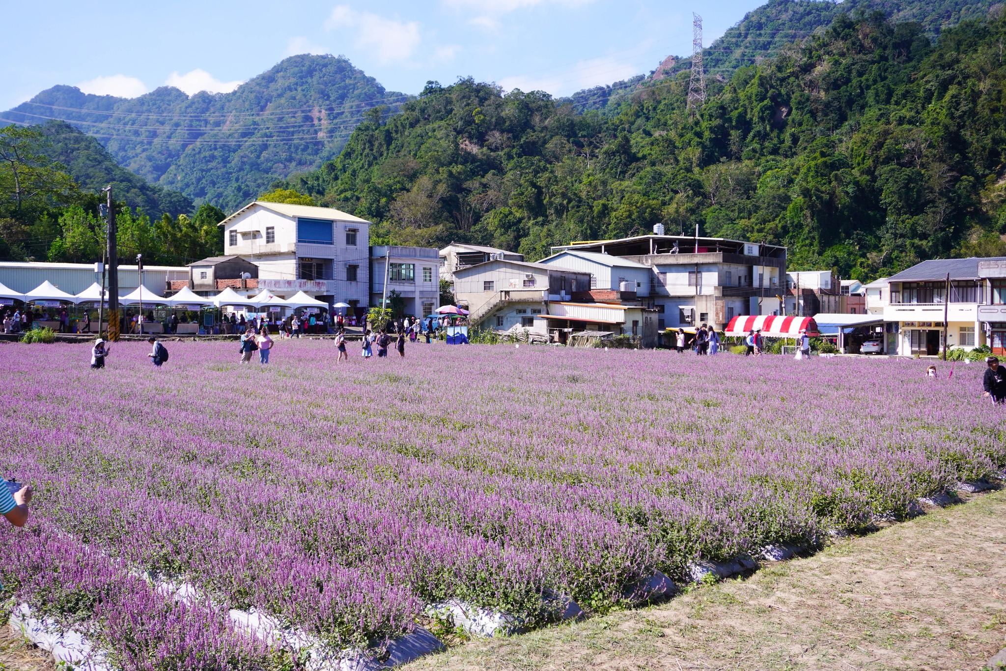 獅潭是仙草的原鄉之一,近來每年都會舉辦仙草花節,為了防止雜草混生、不好採收,其田壟上都會鋪一層塑膠袋,這也讓紫花開的更加絢爛。(翻攝獅潭鄉公所臉書)