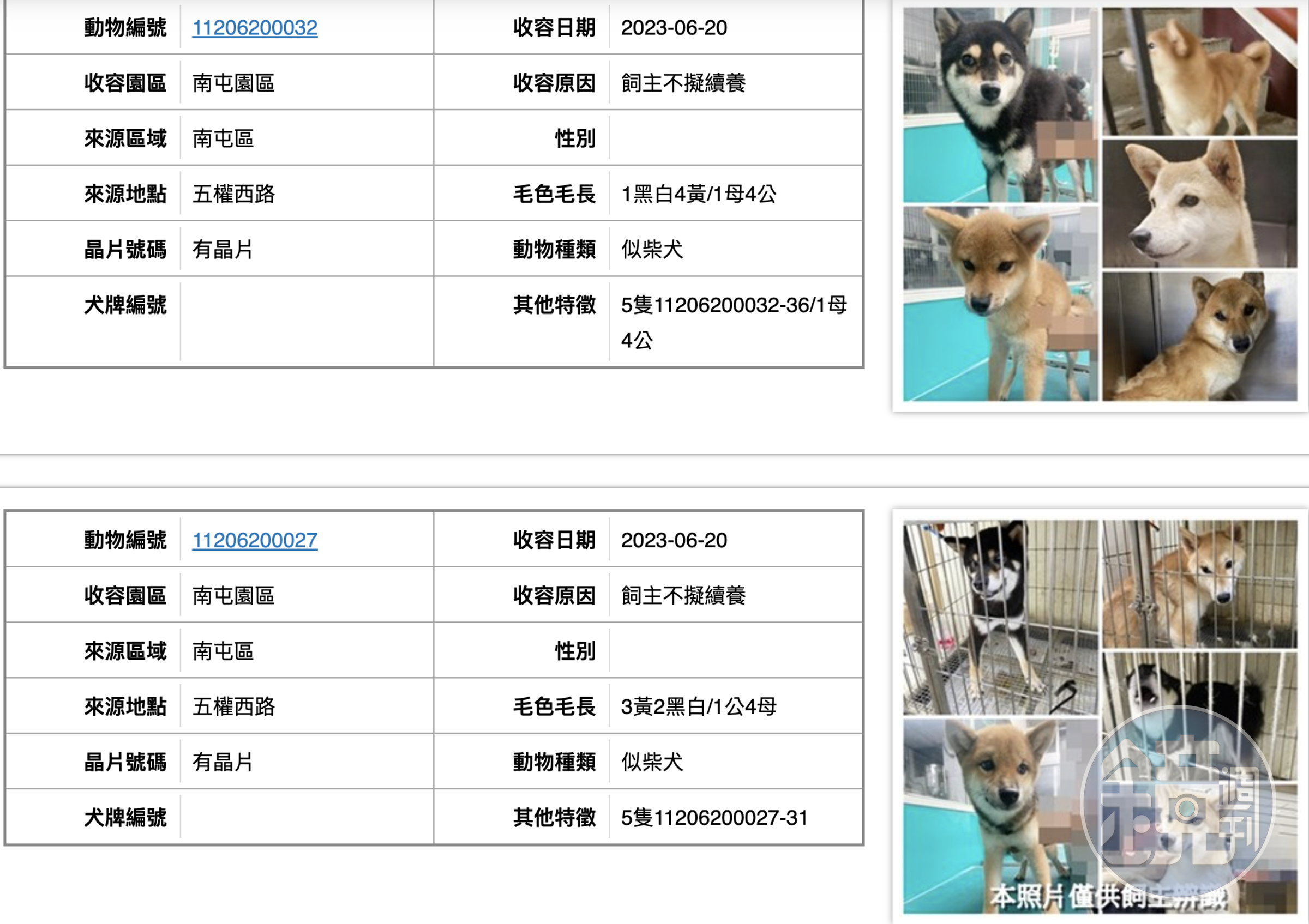 台中市收容所一口氣多了35隻被棄養的柴犬,引發網友熱議。(翻攝自台中市動物保護防疫所官網)