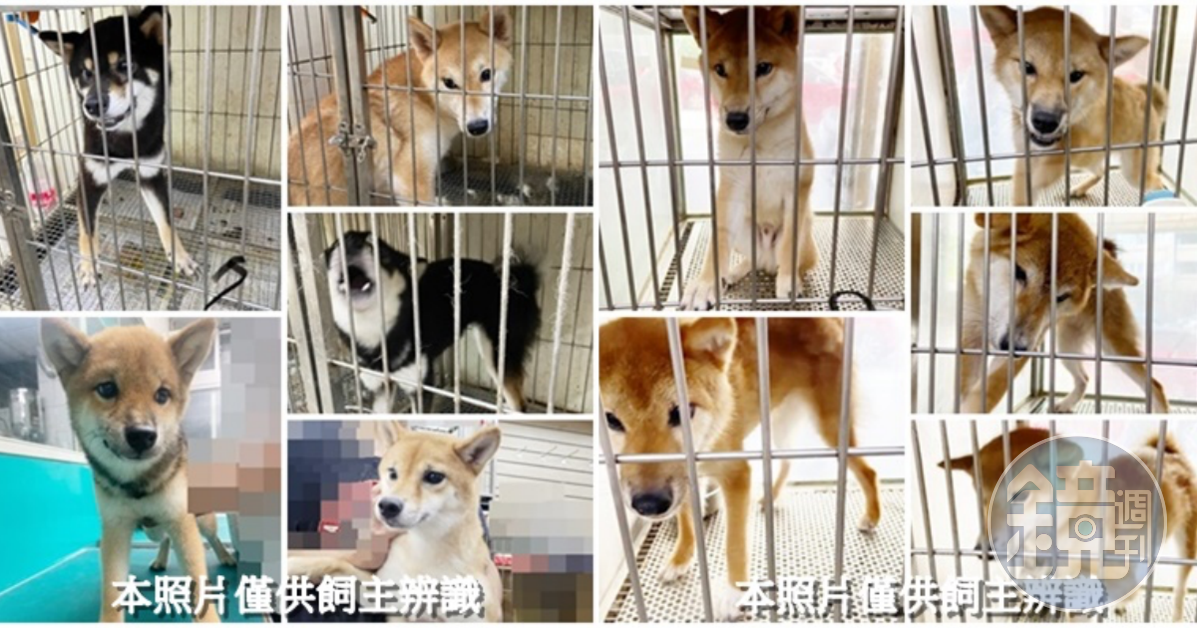 台中市收容所暴增35隻柴犬,為犬舍棄養。(翻攝自台中市動物保護防疫處官網)