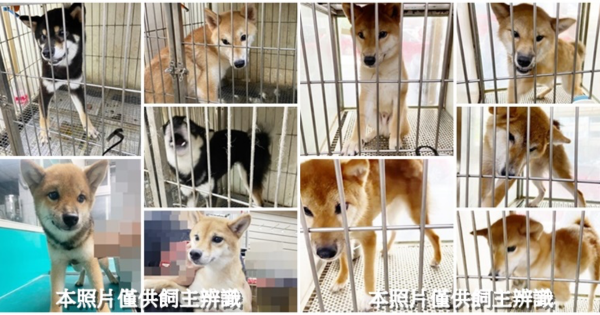 台中市收容所暴增35隻柴犬，為犬舍棄養。（翻攝自台中市動物保護防疫處官網）