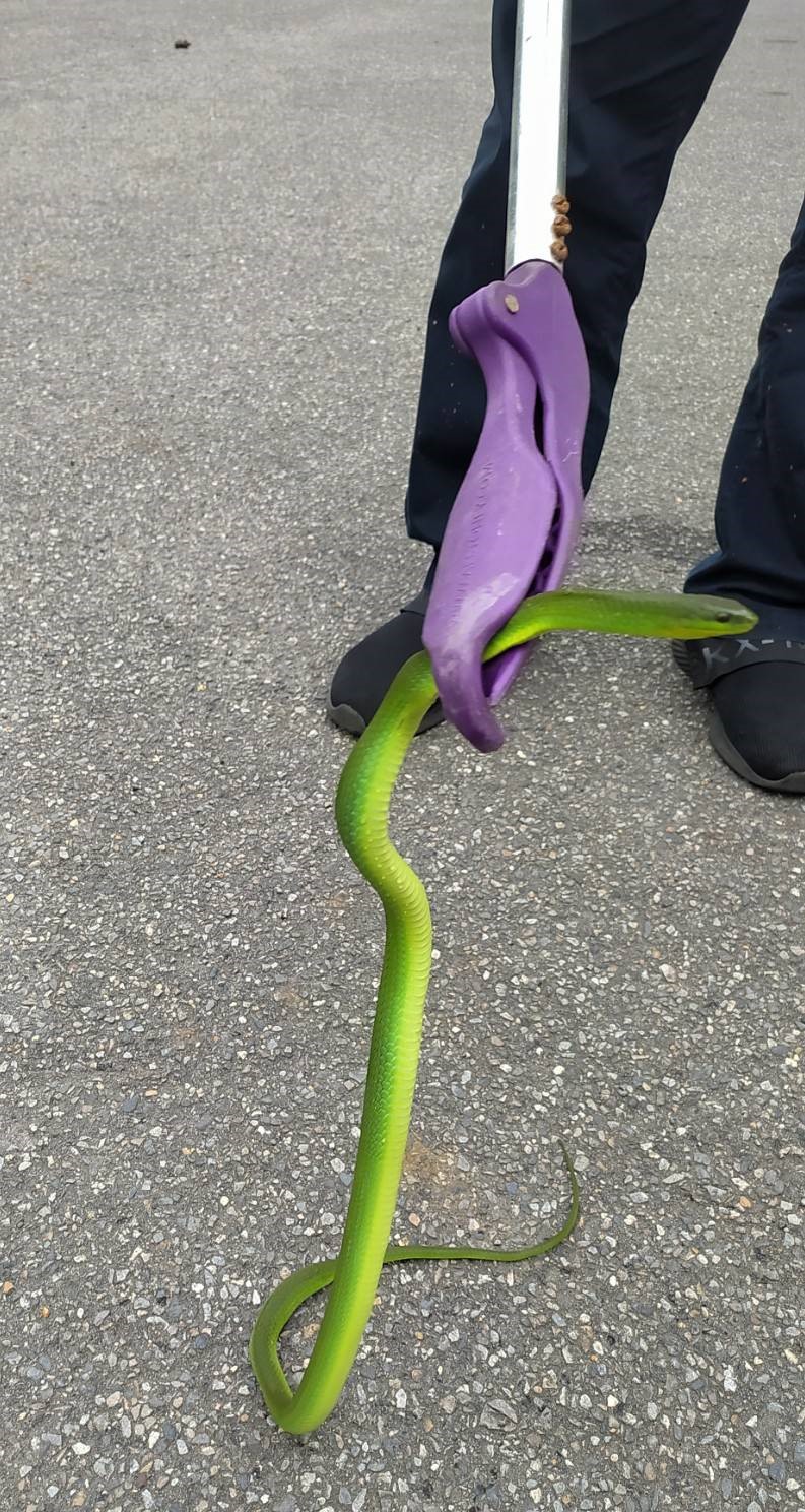動保員使用蛇夾將青蛇移籠。（新北動保處提供）