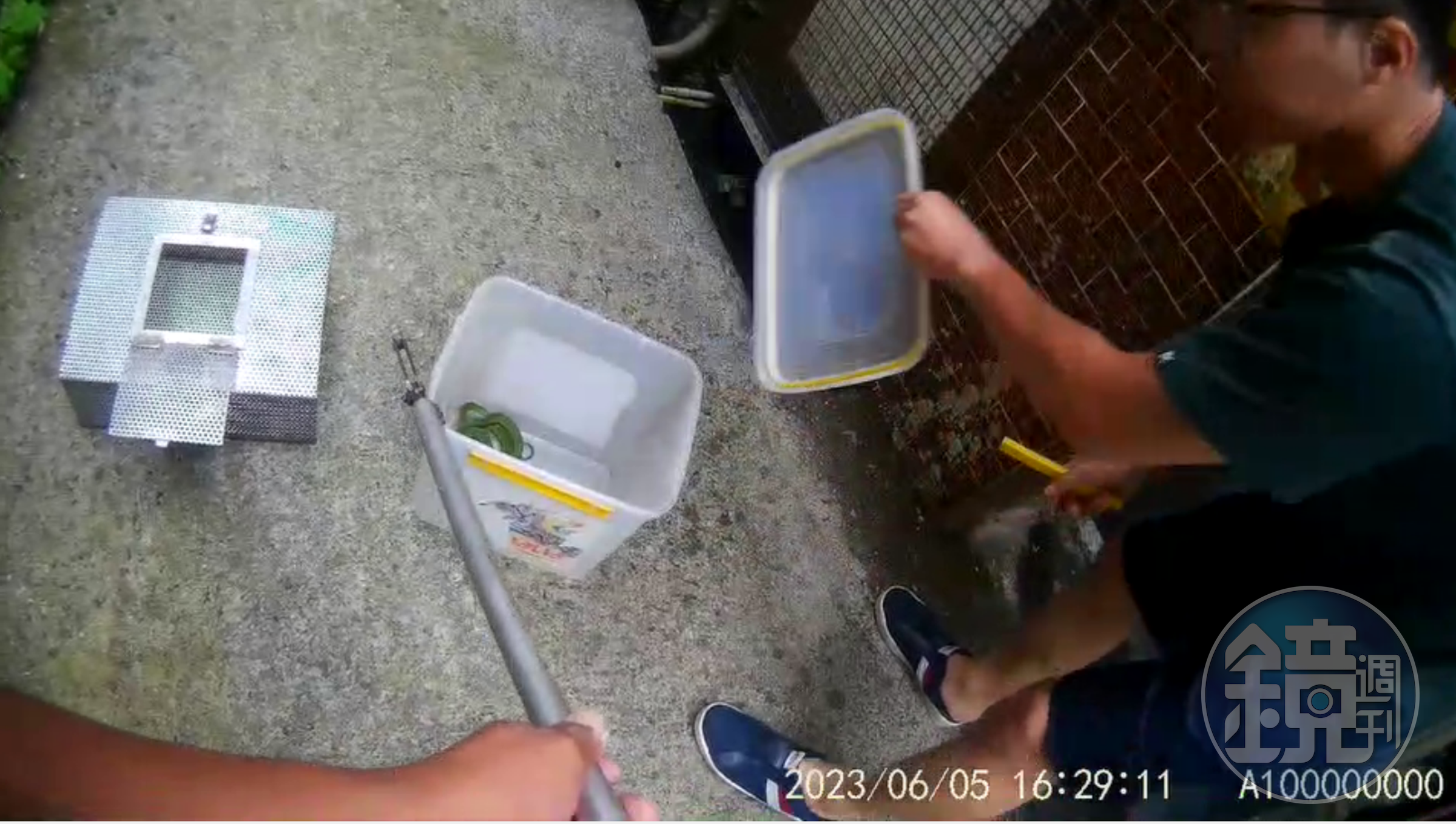 鄰居吳先生以手邊塑膠桶將青蛇裝入，等待動保處到場將青蛇移置蛇籠中。（新北動保處提供）