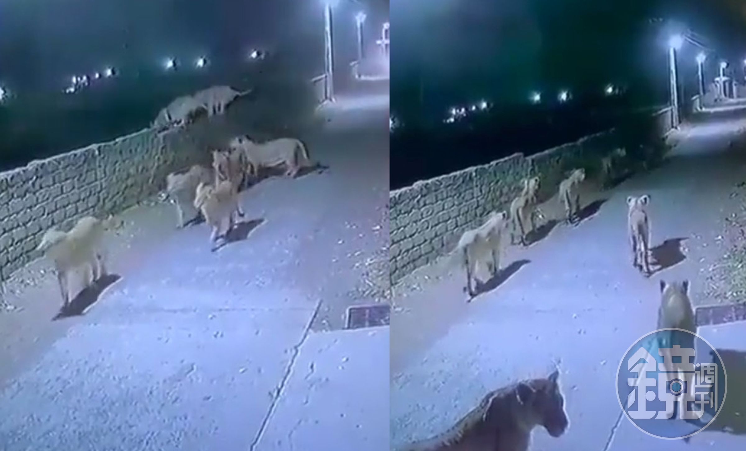 印度某住宅區夜間突然出現獅群在街上漫步，幸好無行人經過。（翻攝推特@susantananda3）