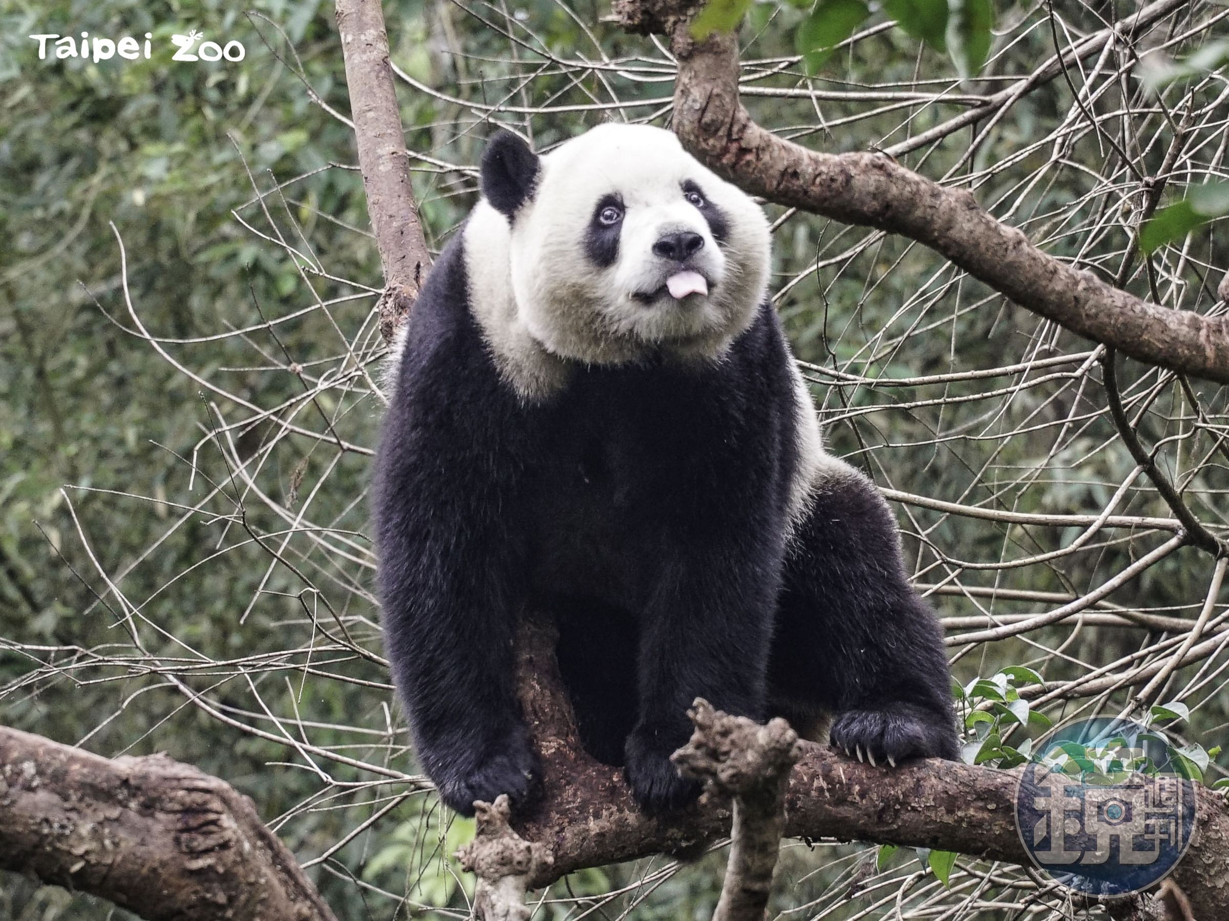 即將滿3歲的圓寶頭好壯壯。（台北市立動物園提供）