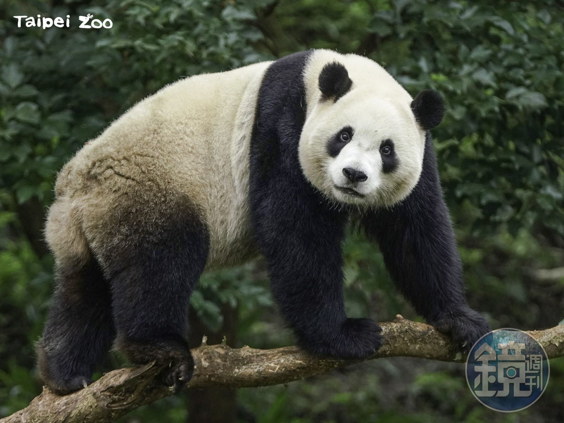 圓寶即將滿3歲。（台北市立動物園提供）
