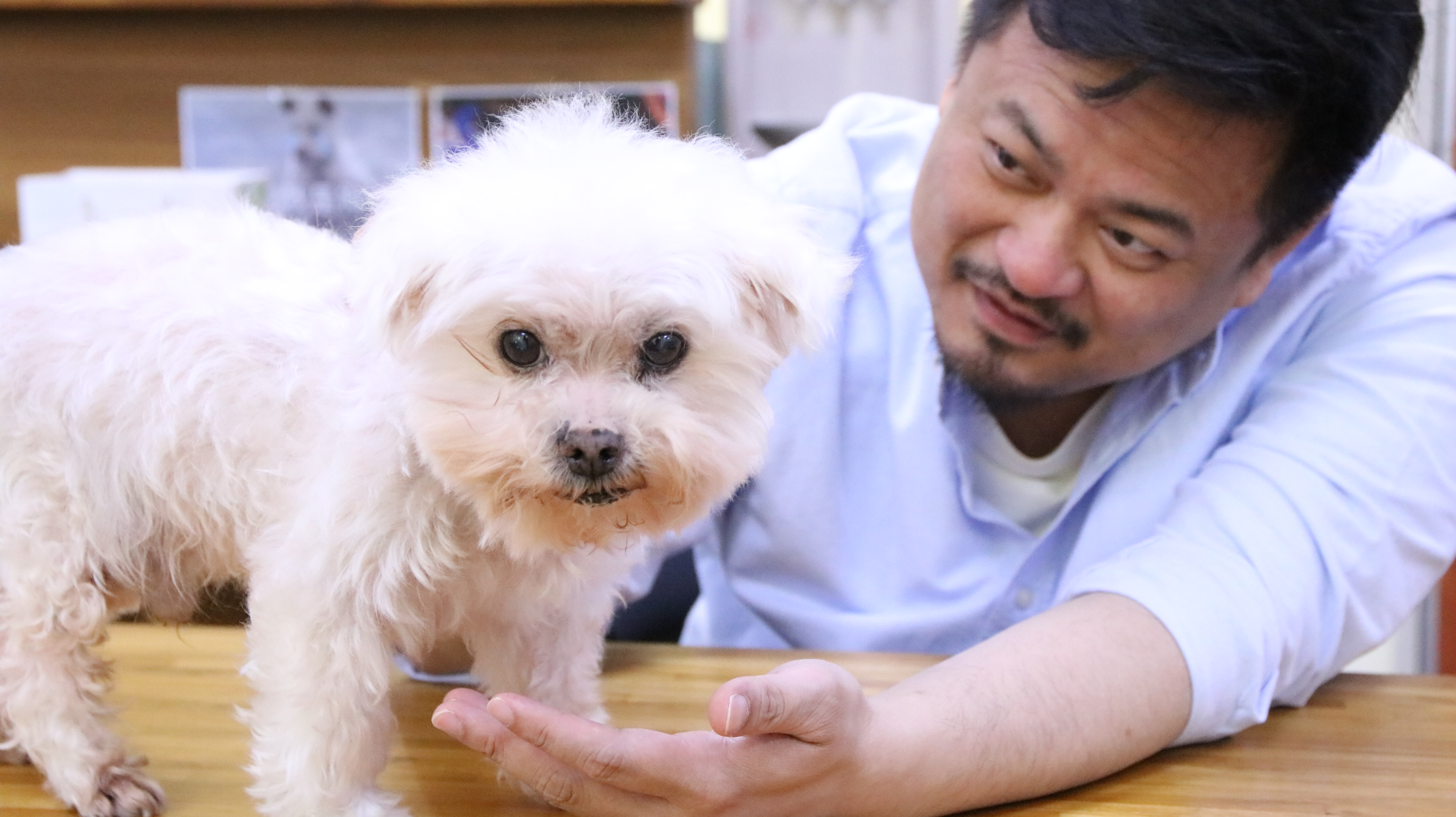 民眾黨發言人楊寶禎上政論節目時，護航柯文哲的放狗咬人說。立委洪申翰（圖）反諷，民眾黨發言人盡力硬拗真是辛苦了！（洪申翰辦公室提供）