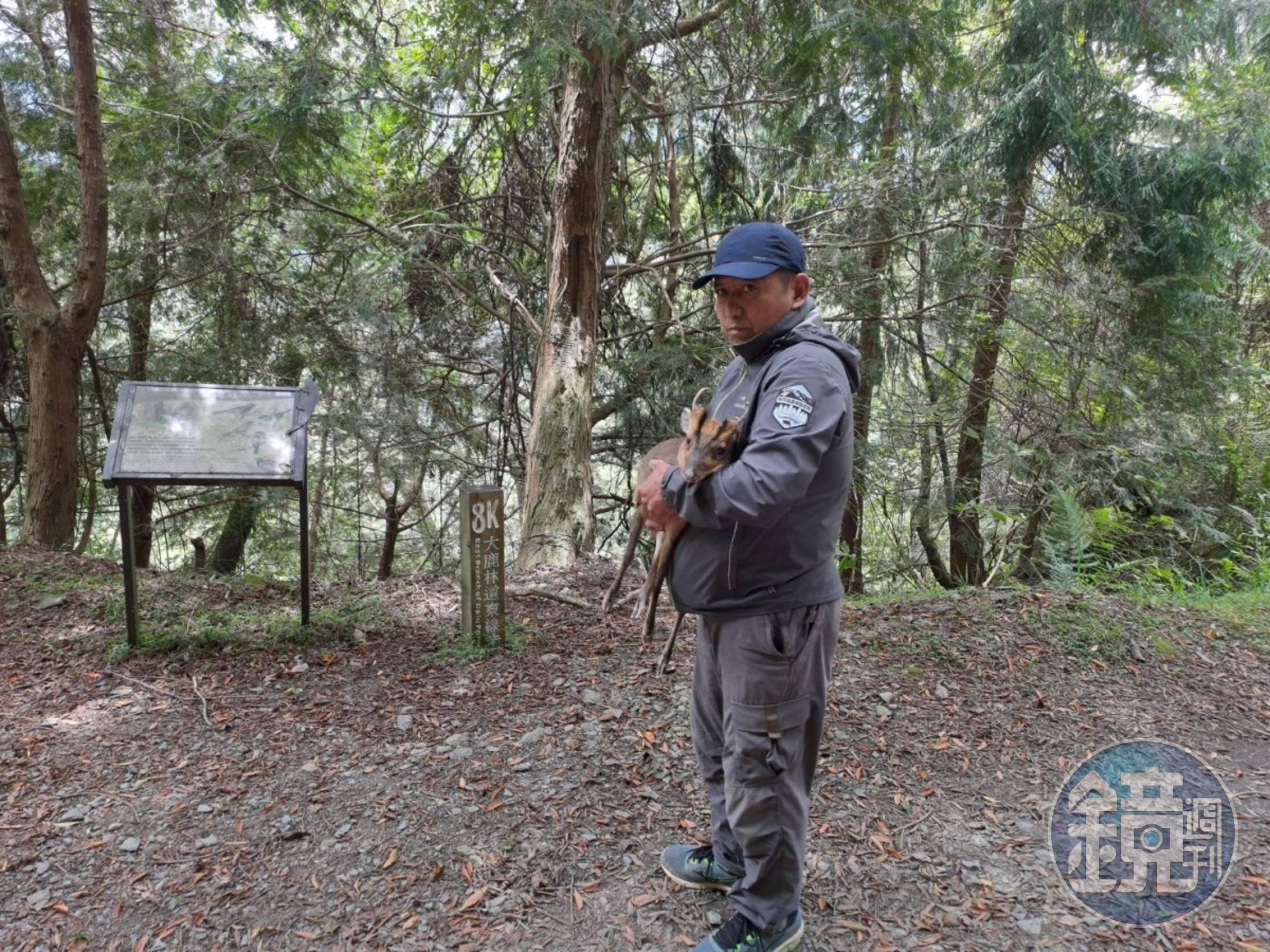 老山羌被山友抱了5公里遠，再被林務局人員抱回去。（新竹林管處提供）